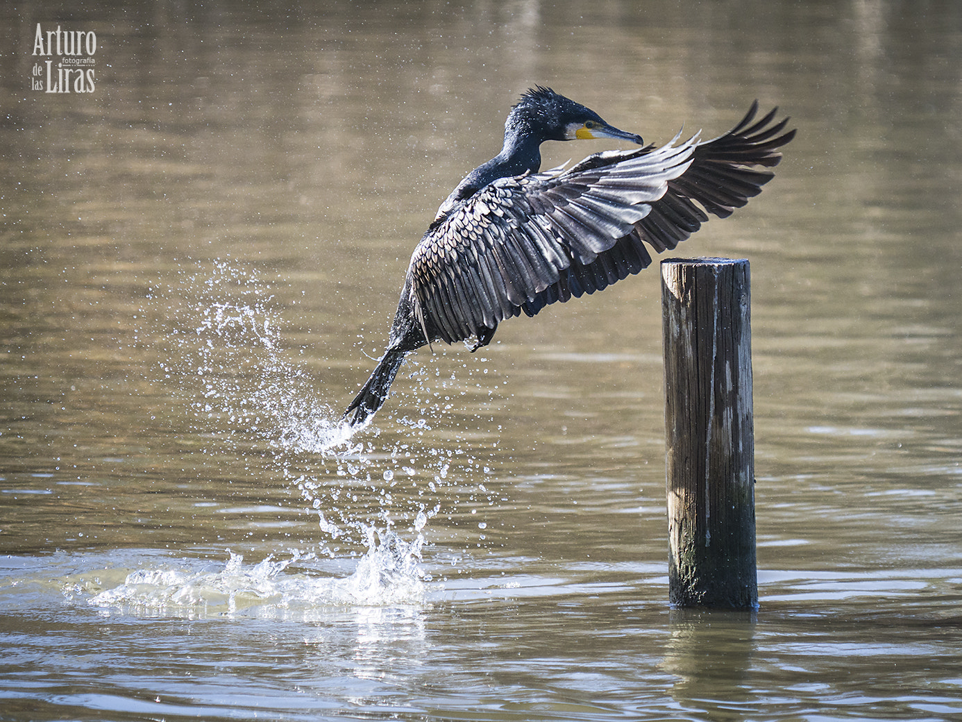 Olympus OM-D E-M1 Mark II sample photo. Up! photography