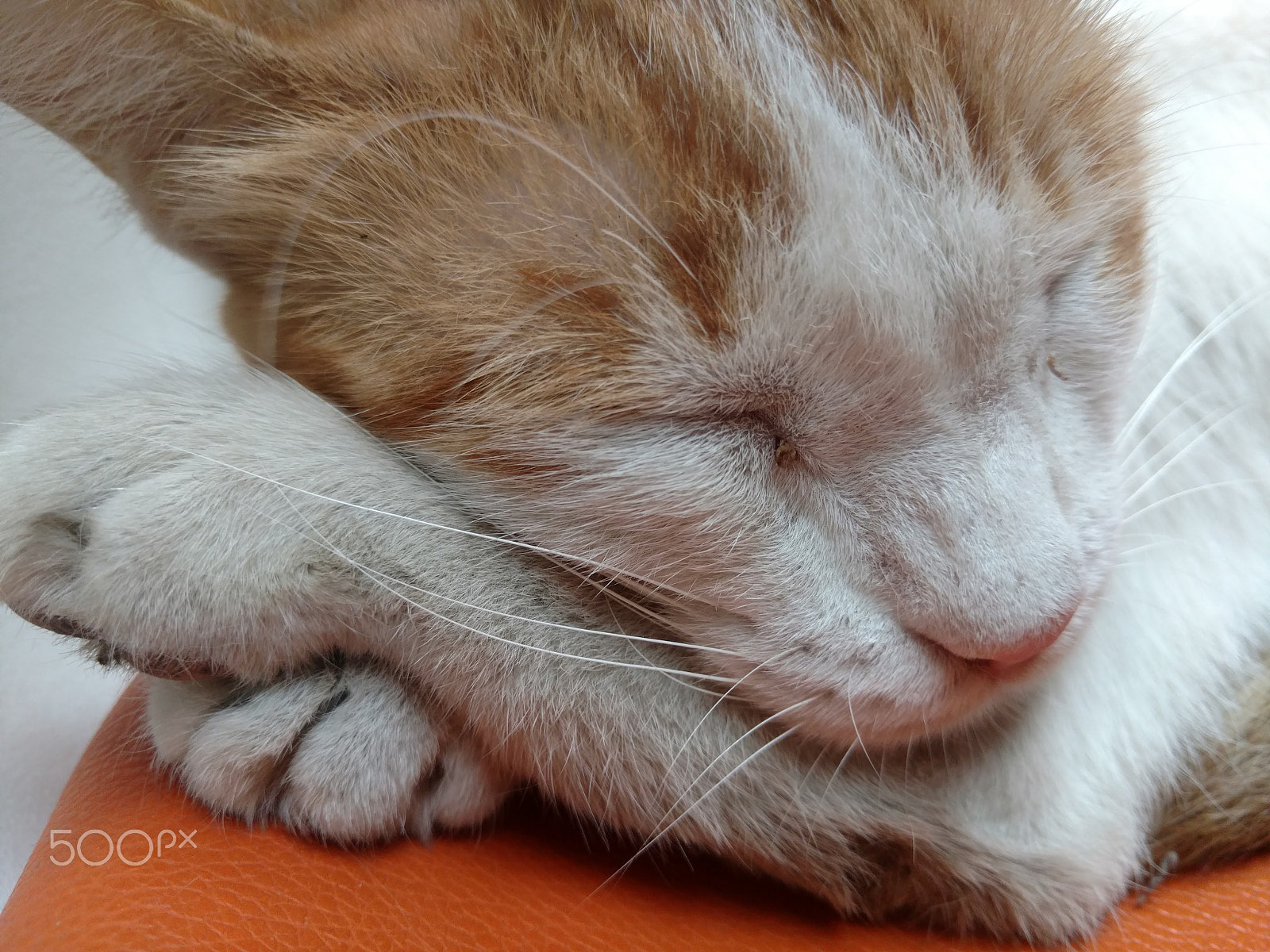 Motorola Moto X Style sample photo. Sleepy cat.jpg photography