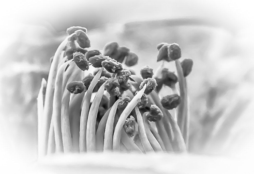 Sony a7 + Sony FE 90mm F2.8 Macro G OSS sample photo. Frozen seeds photography
