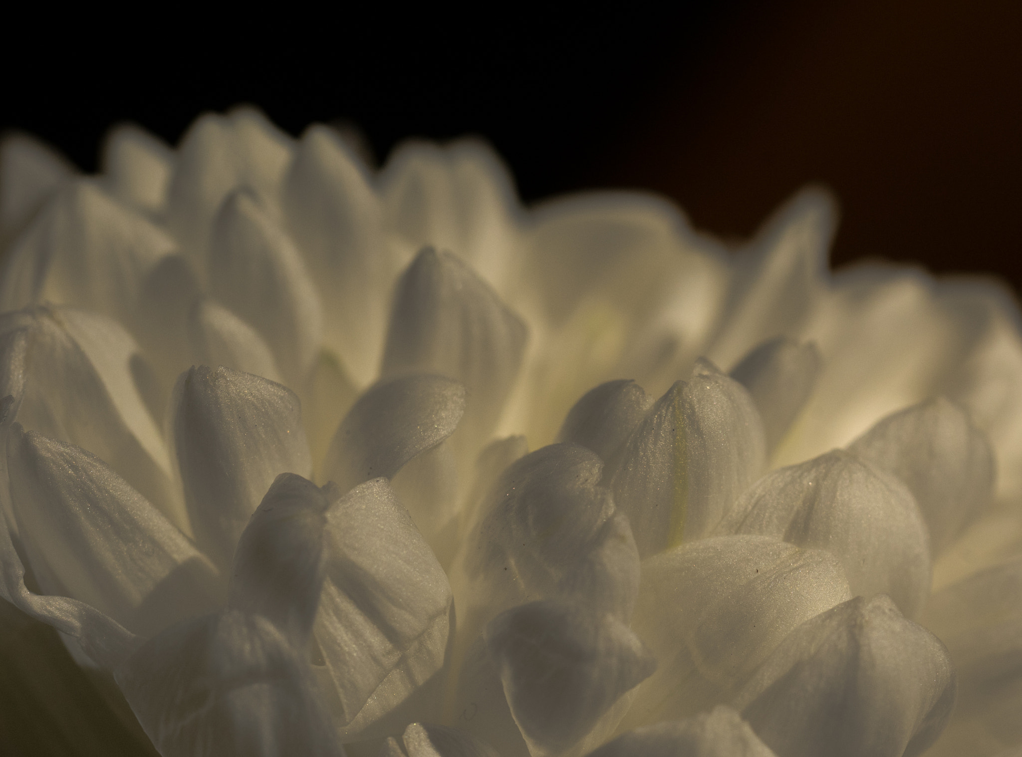 Panasonic Lumix DMC-GM1 sample photo. Cosywhite petalscape photography