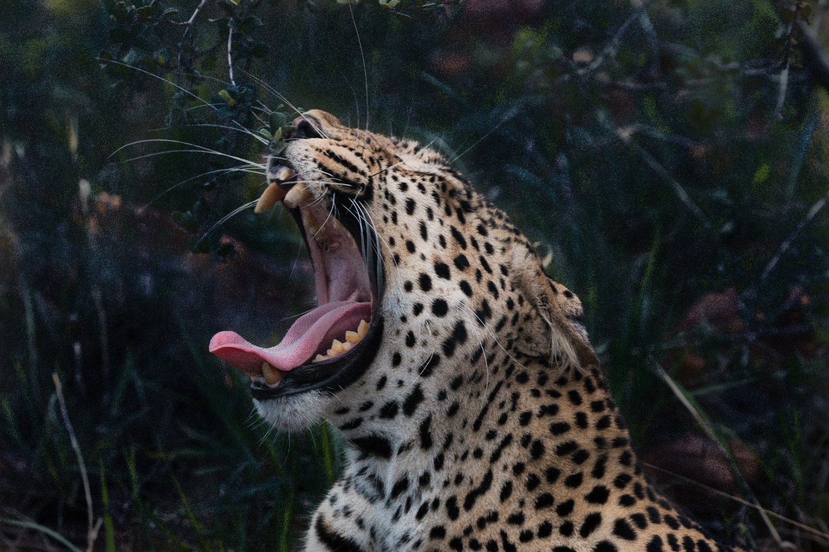 150-600mm F5-6.3 DG OS HSM | Contemporary 015 sample photo. Yawning murderfloof photography