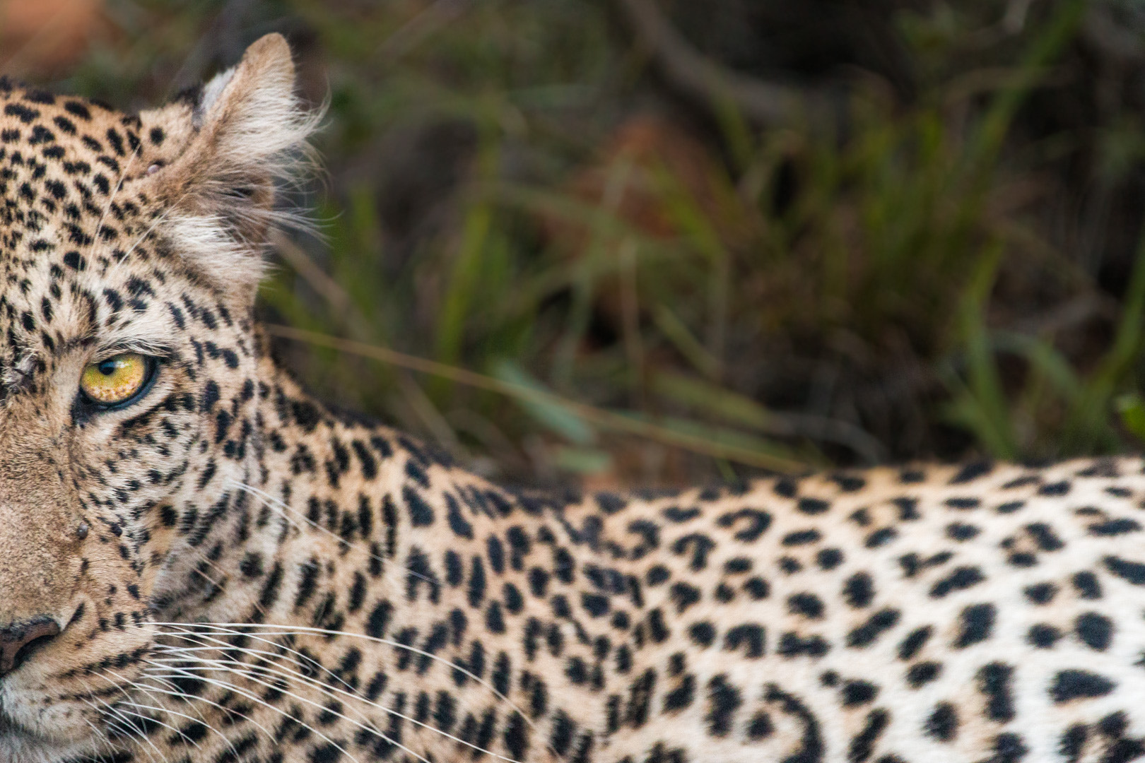 150-600mm F5-6.3 DG OS HSM | Contemporary 015 sample photo. Majestic murderer (leopard) photography