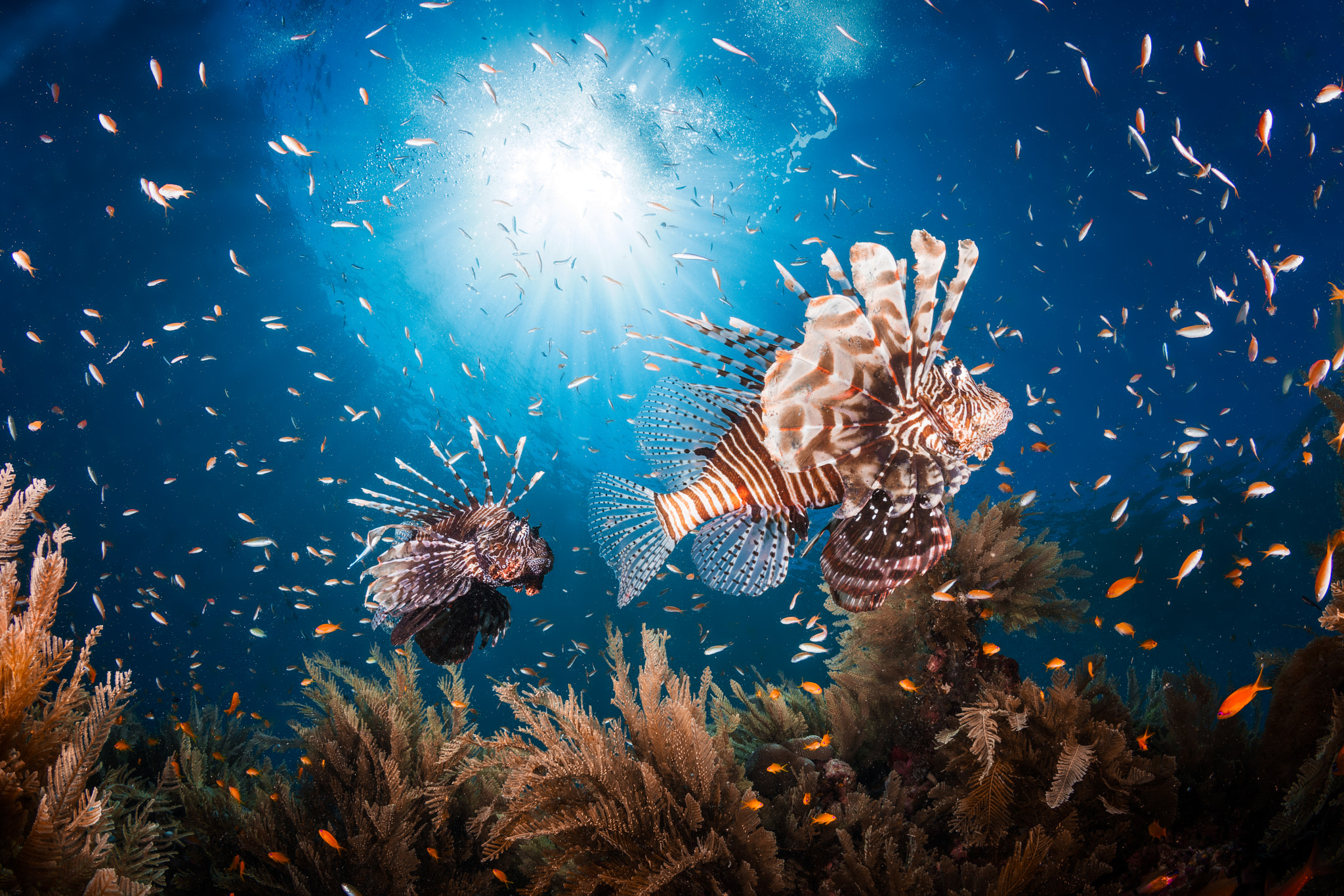 Canon EOS 5DS + Canon EF 15mm F2.8 Fisheye sample photo. Lionfish photography