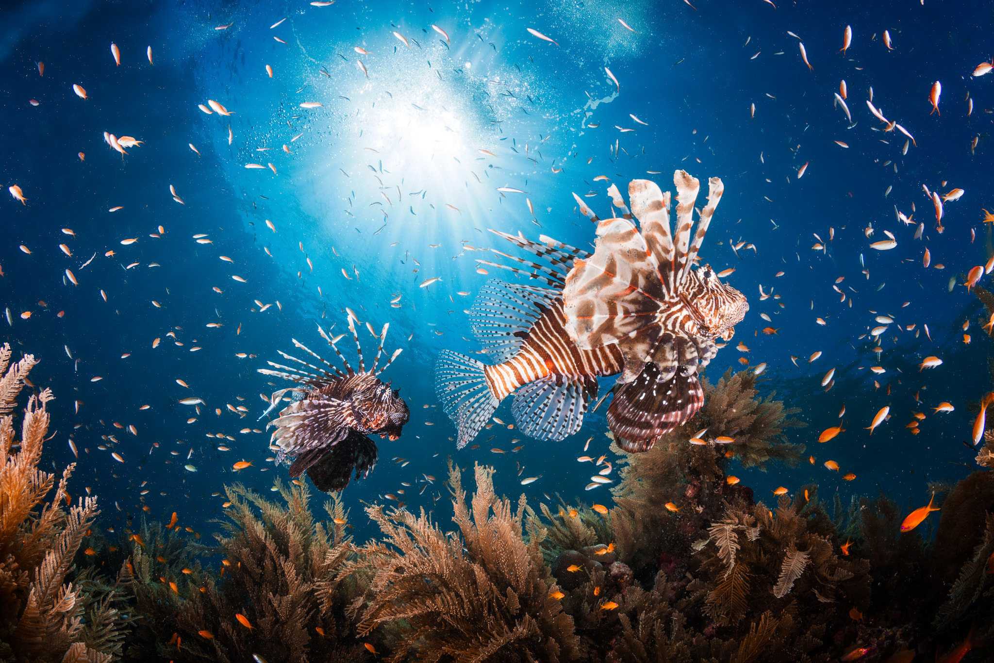 Canon EF 15mm F2.8 Fisheye sample photo. Lionfish photography