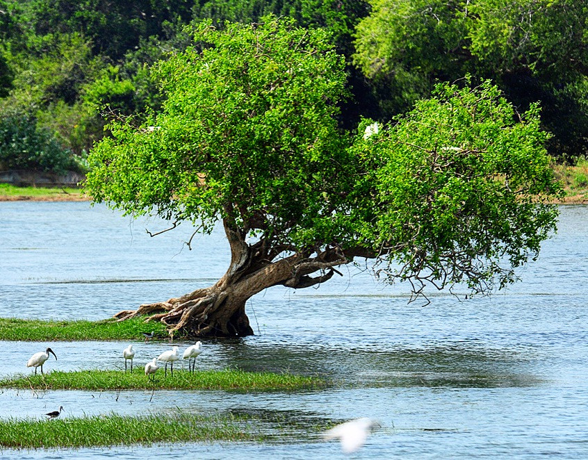 Nikon D300S sample photo. Lone tree in the lake photography