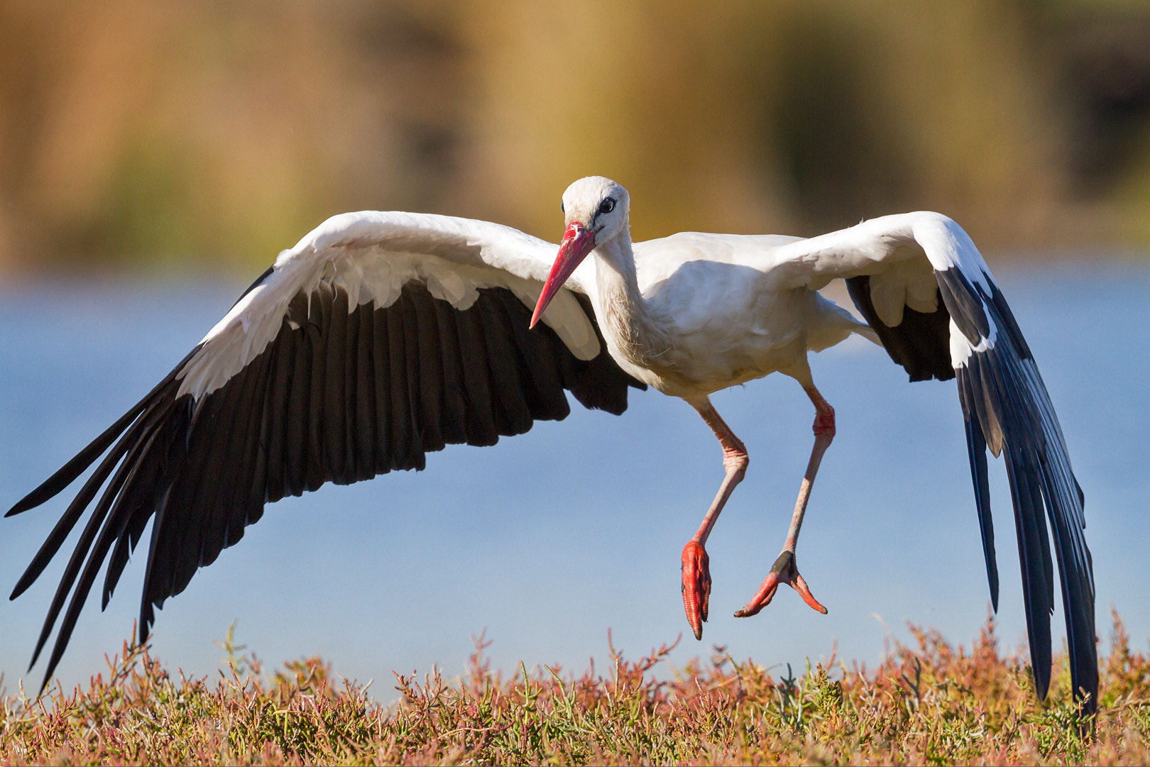 Canon EF 600mm F4L IS II USM sample photo. Cygogne blanche photography