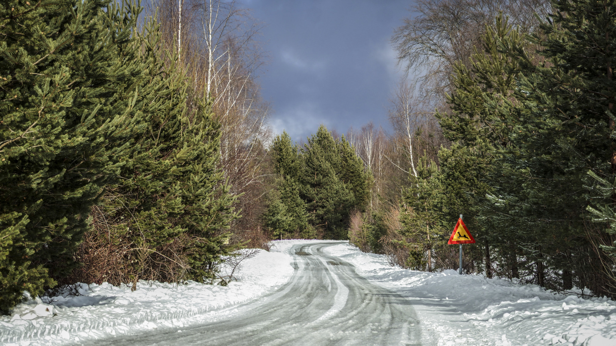 Fujifilm FinePix S6000fd sample photo. Frozen road in the forest photography