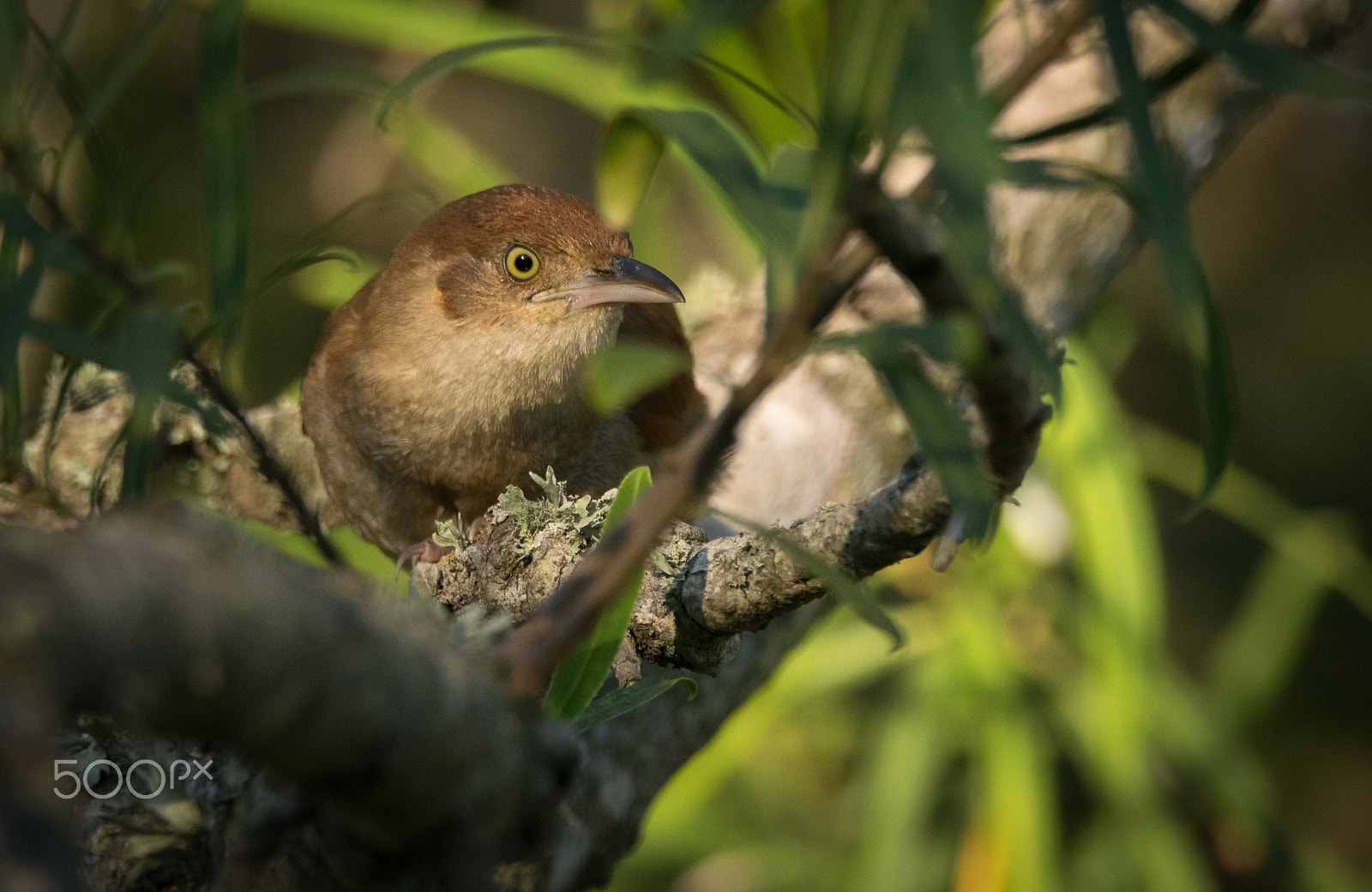 Sigma 150-600mm F5-6.3 DG OS HSM | C sample photo. Escondido photography