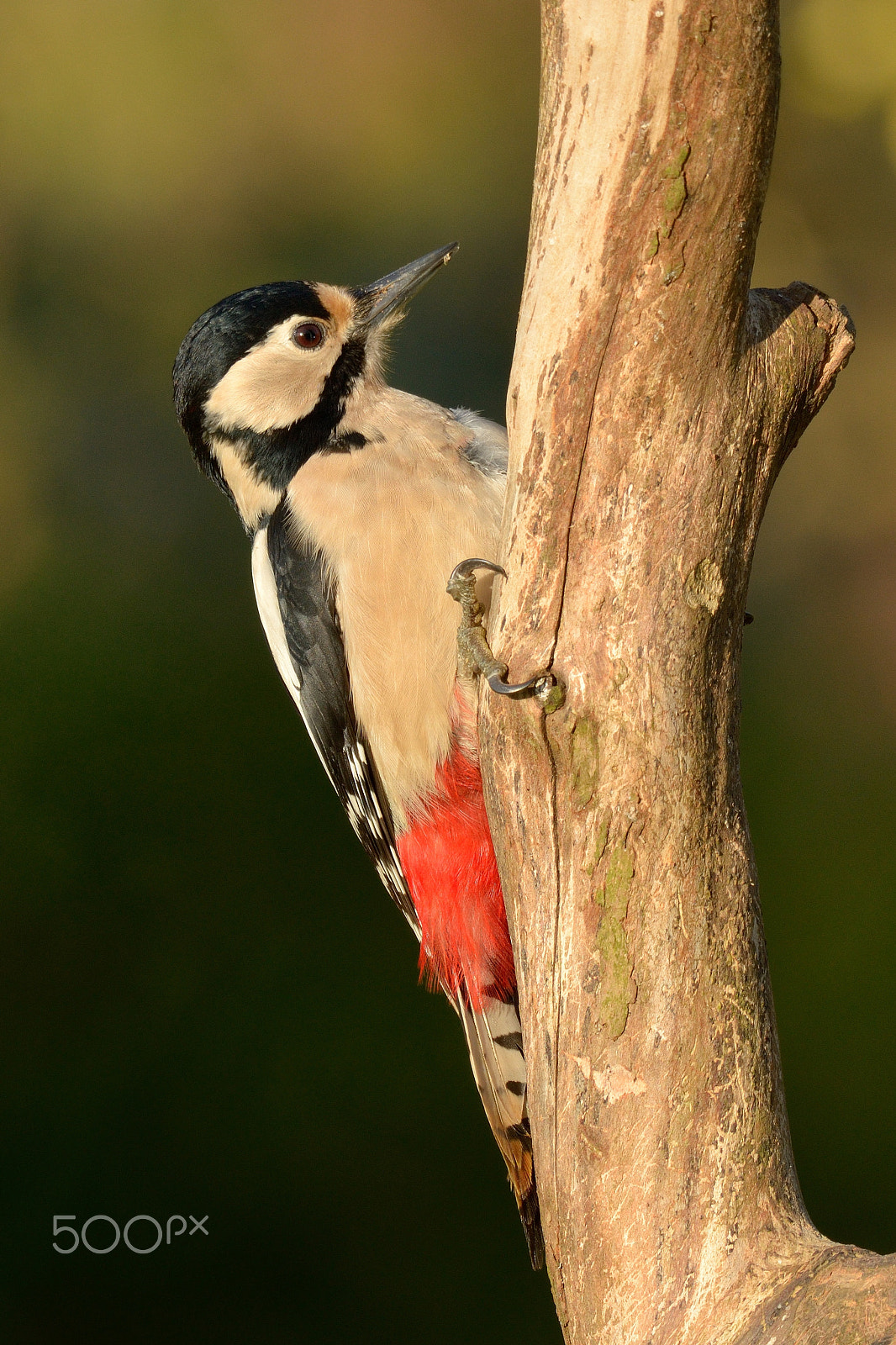 Nikon D610 + Nikon AF-S Nikkor 200-500mm F5.6E ED VR sample photo. Female great spotted woodpecker photography