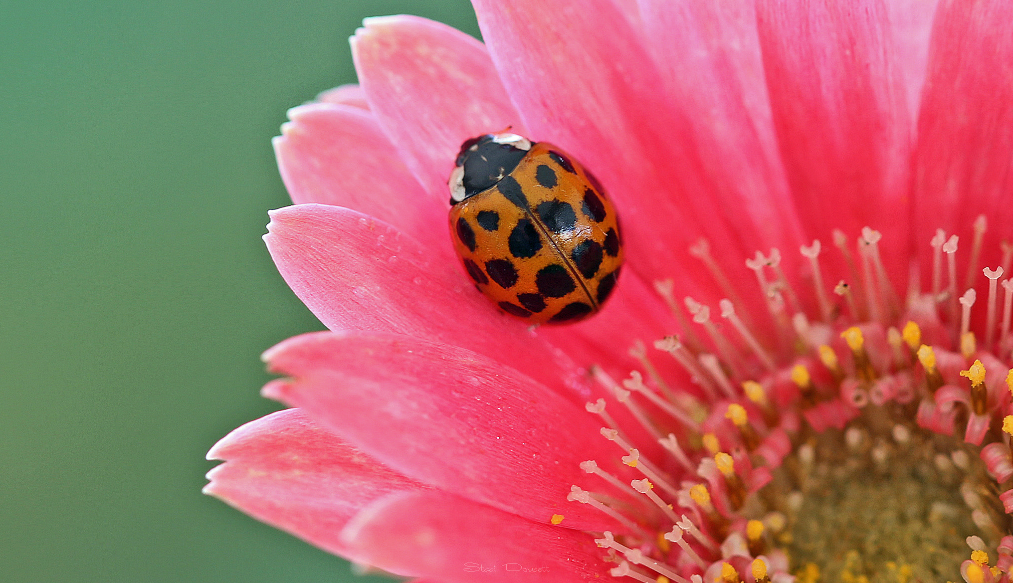 Canon EF 100mm F2.8L Macro IS USM sample photo. Little lady photography