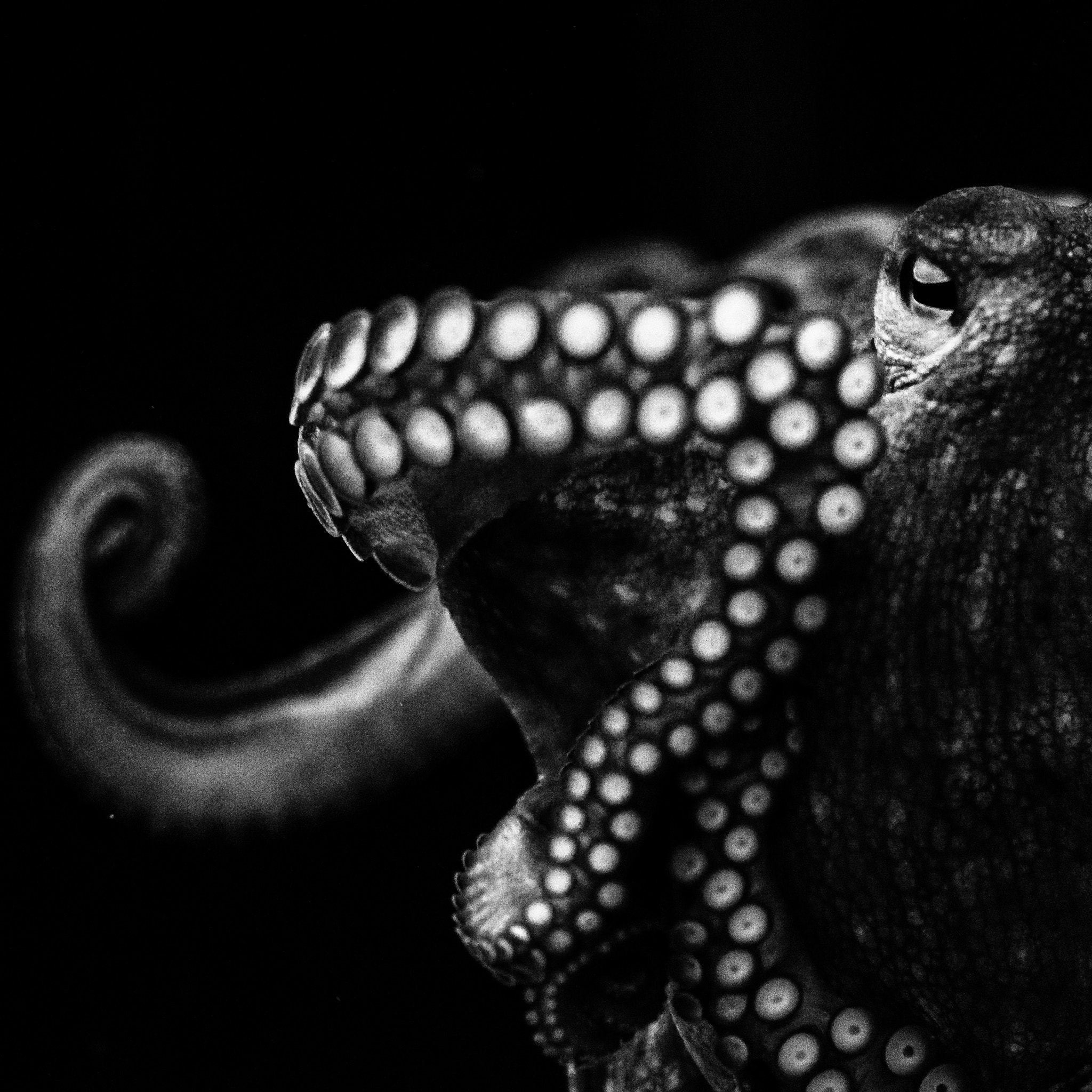 Sigma AF 105mm F2.8 EX [DG] Macro sample photo. The octopus photography