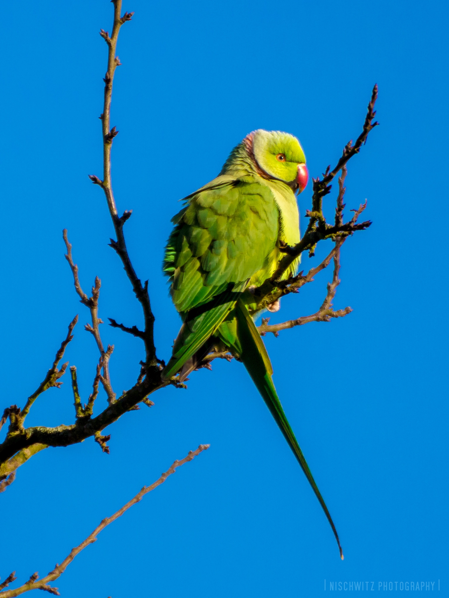 Canon EOS 700D (EOS Rebel T5i / EOS Kiss X7i) + Tamron SP 70-300mm F4-5.6 Di VC USD sample photo. Ring-necked parakeet photography