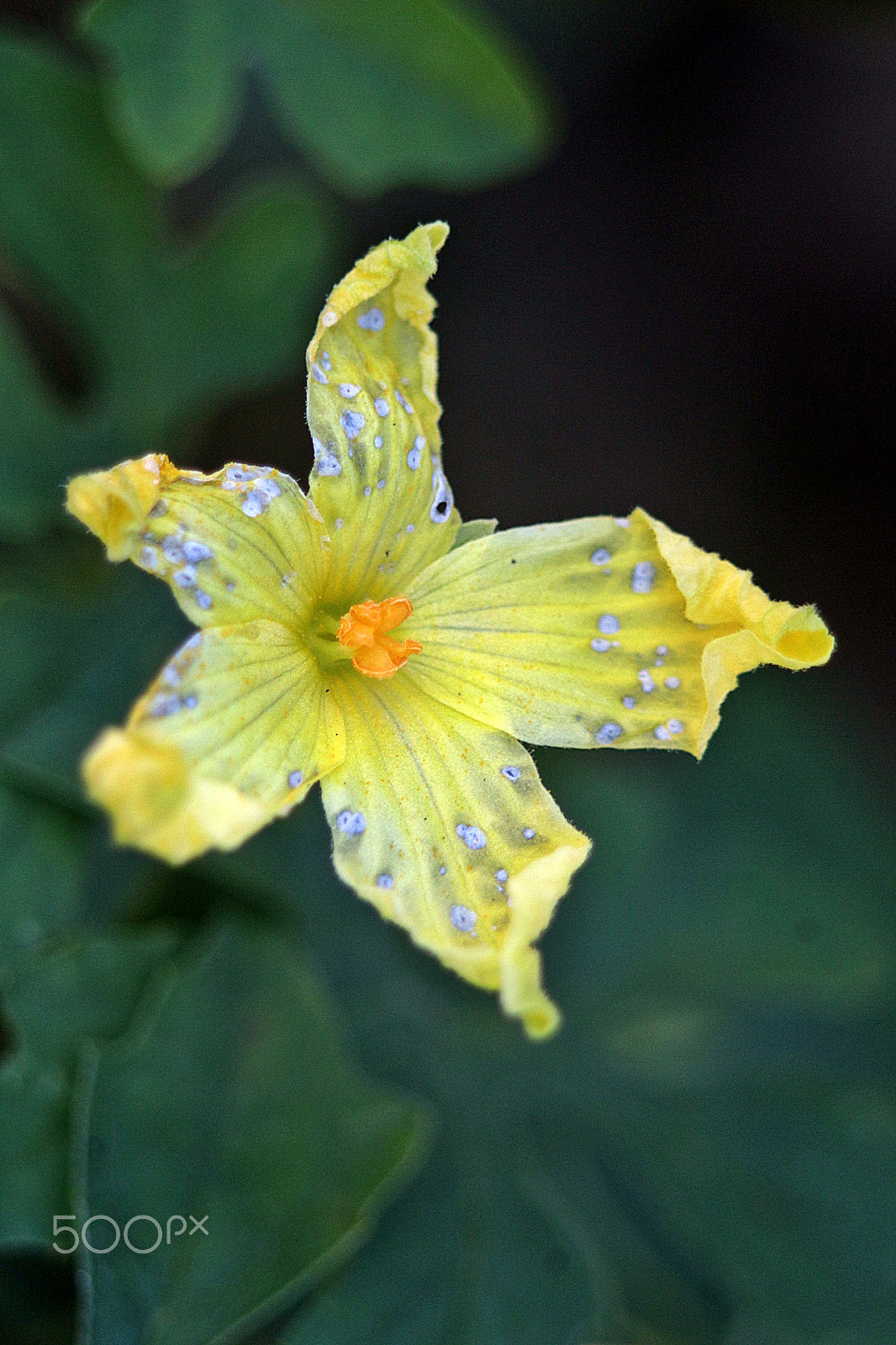 Canon EF 75-300mm f/4-5.6 USM sample photo. Yellow photography