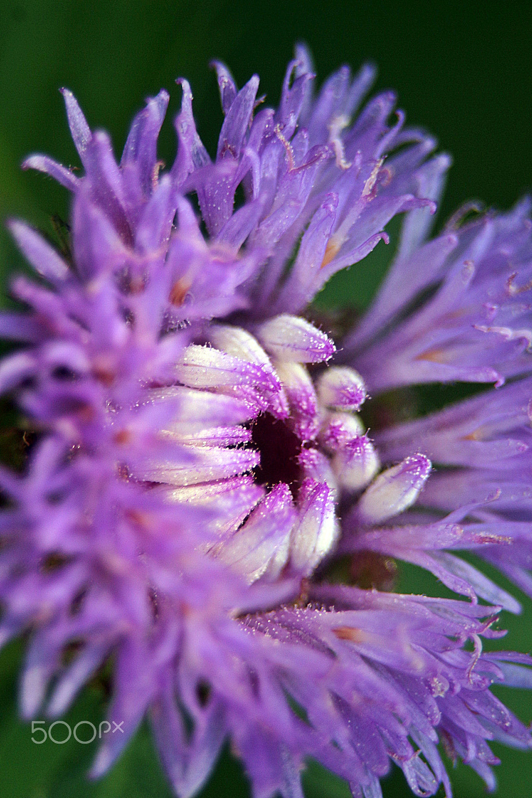 Canon EF 75-300mm f/4-5.6 USM sample photo. Violet flower photography