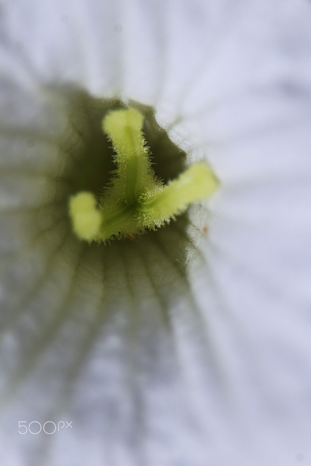 Canon EF 75-300mm f/4-5.6 USM sample photo. White flower photography
