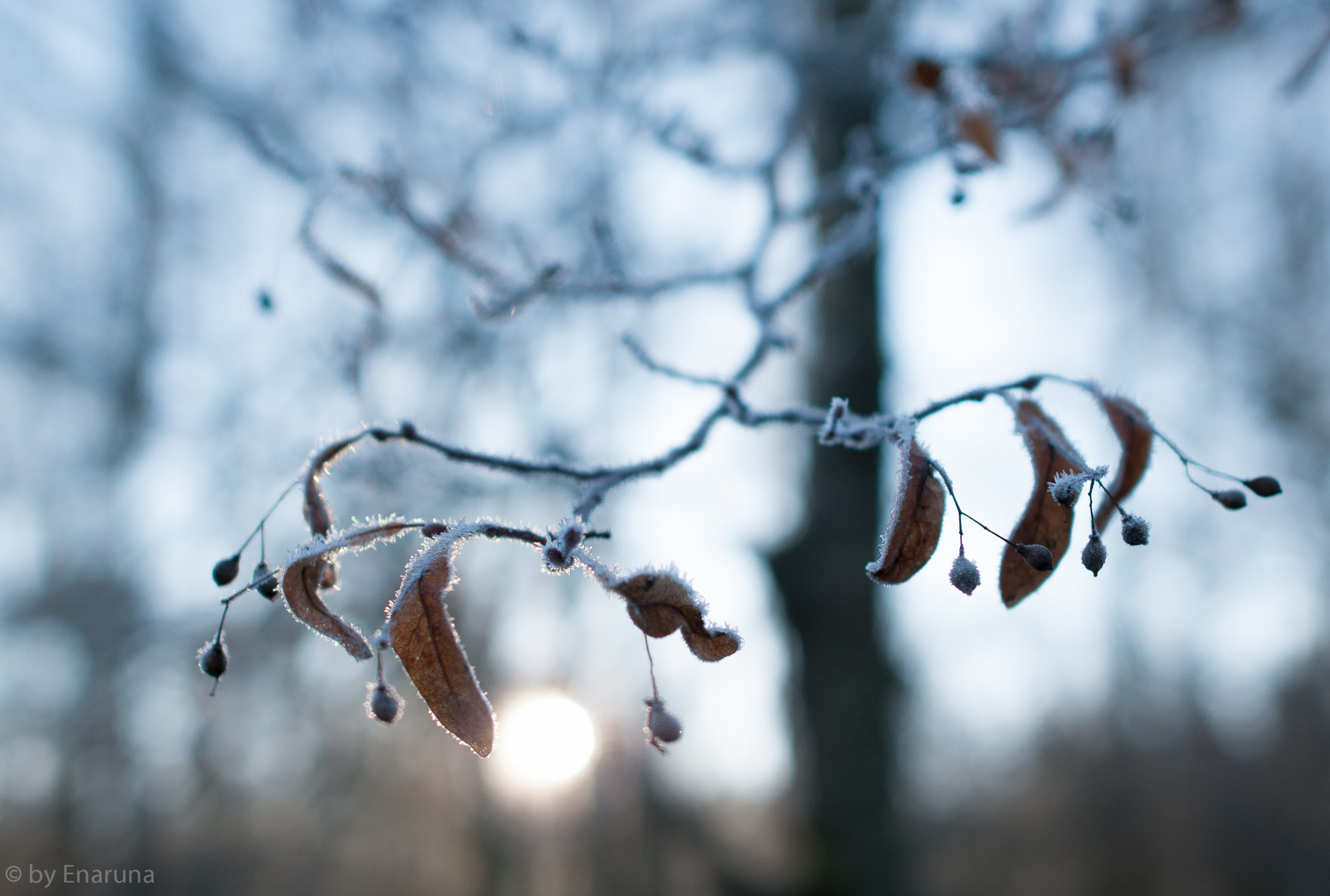 Nikon D300S sample photo. Lime blossoms in winter photography