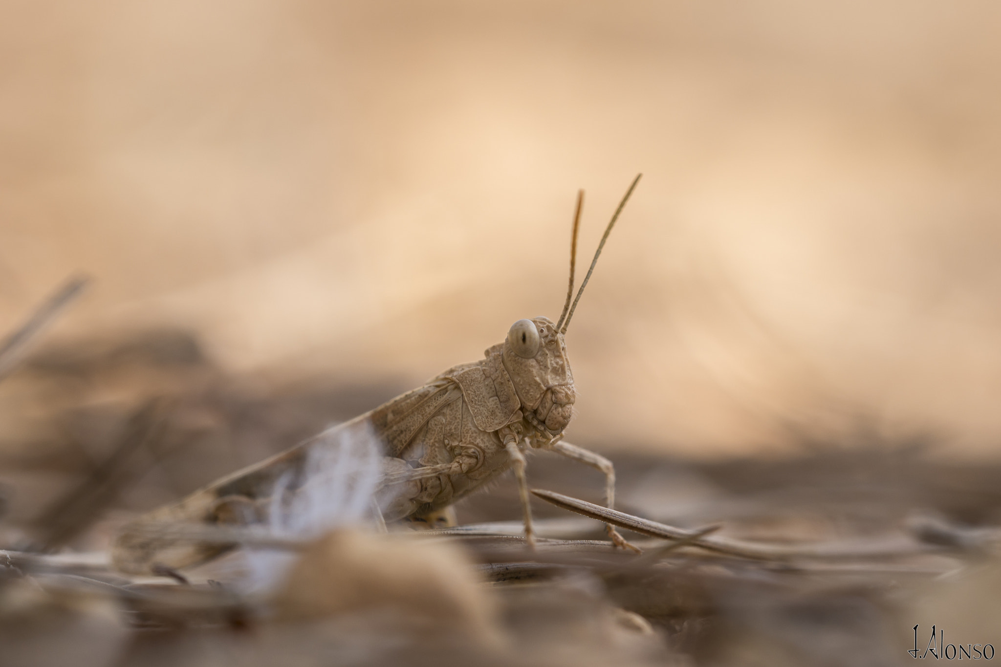 Sigma 150mm F2.8 EX DG OS Macro HSM sample photo. (hq) photography