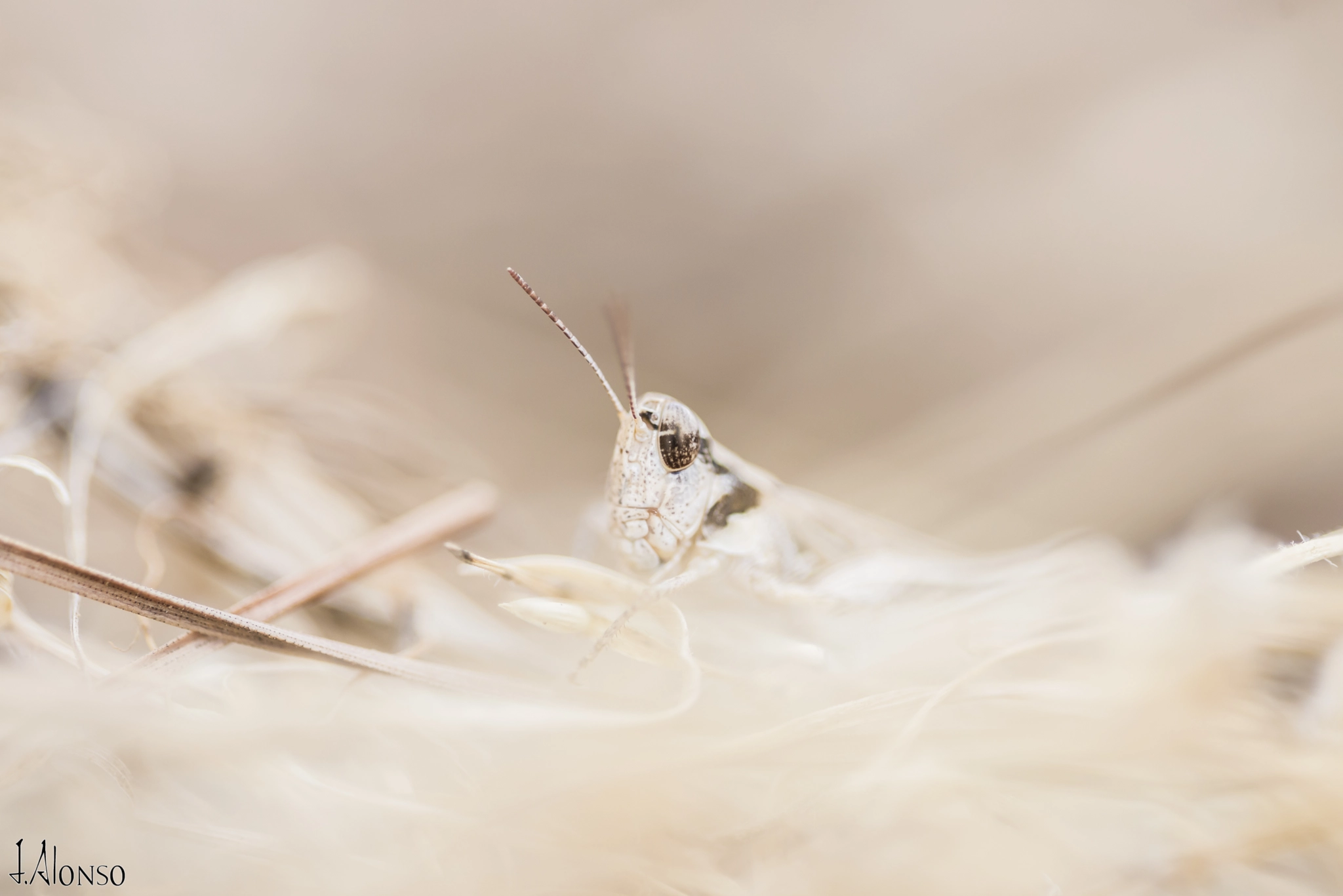 Sigma 150mm F2.8 EX DG OS Macro HSM sample photo. Dsc photography