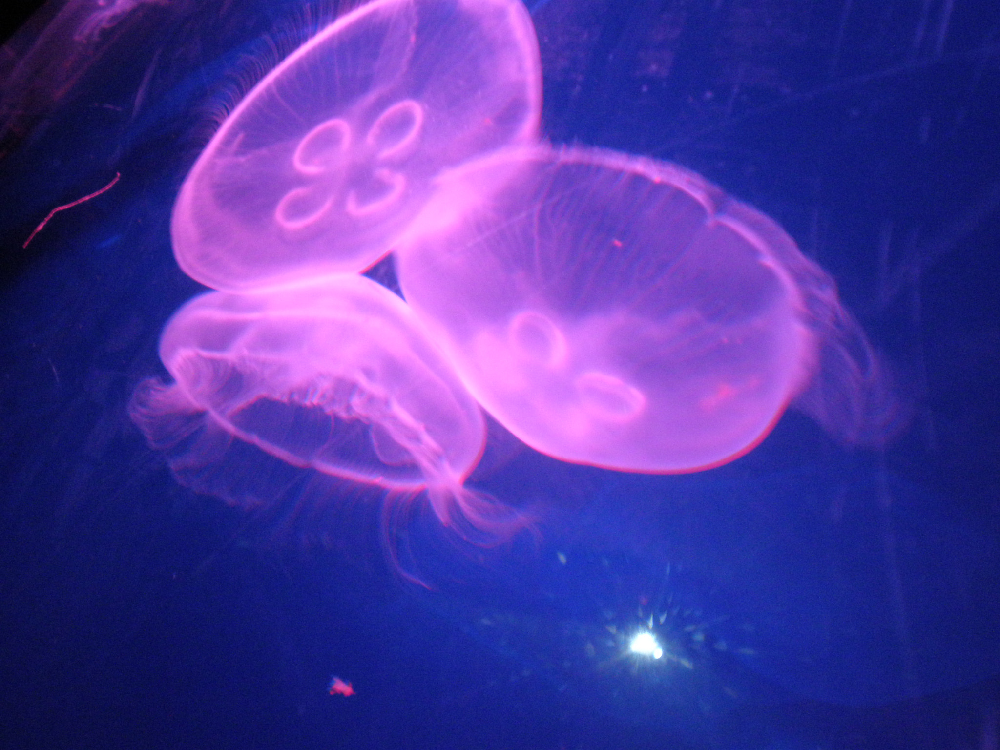 Olympus FE280,X820,C520 sample photo. Jellyfish i photography
