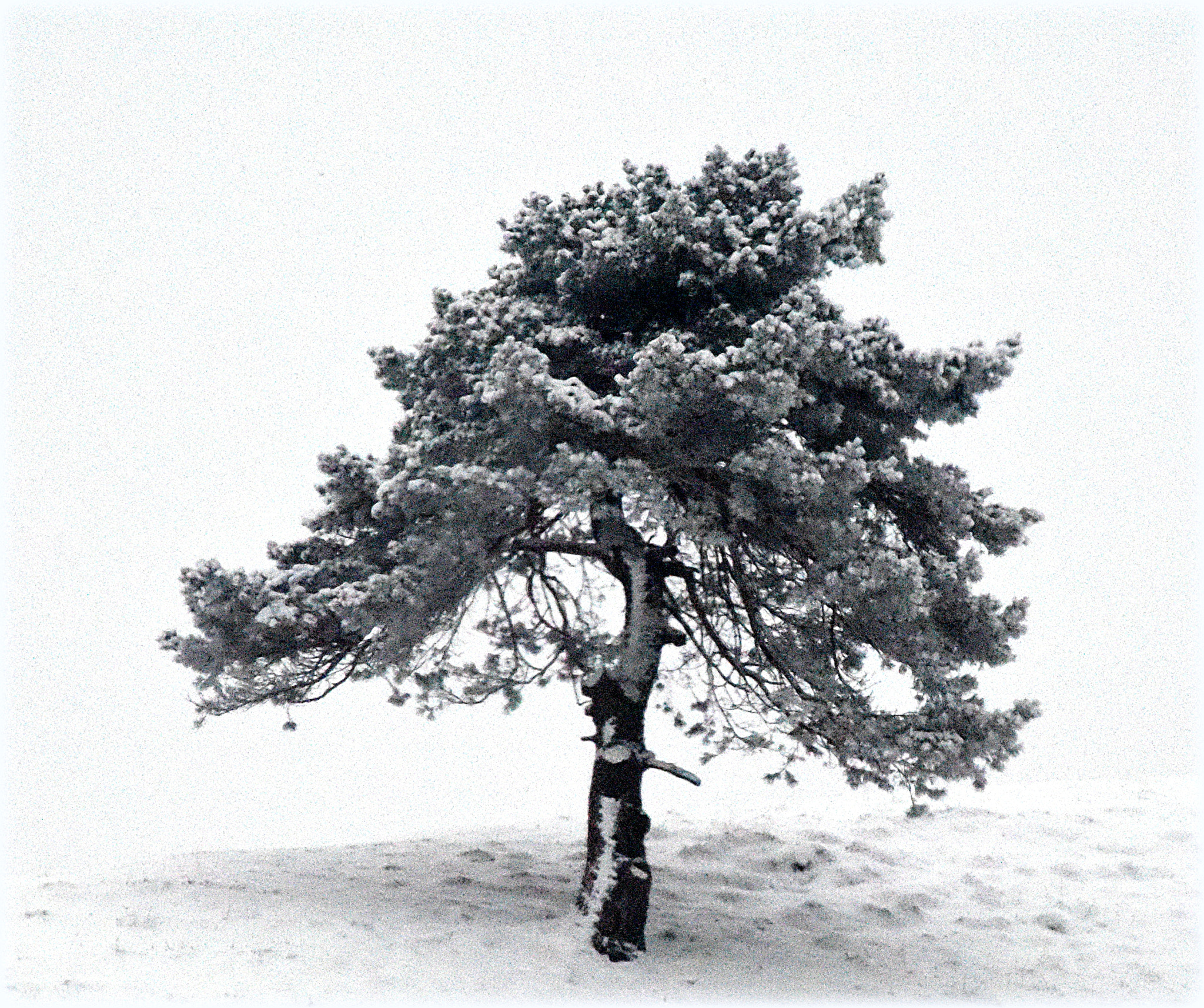 Nikon D810 sample photo. "cold tree" photography