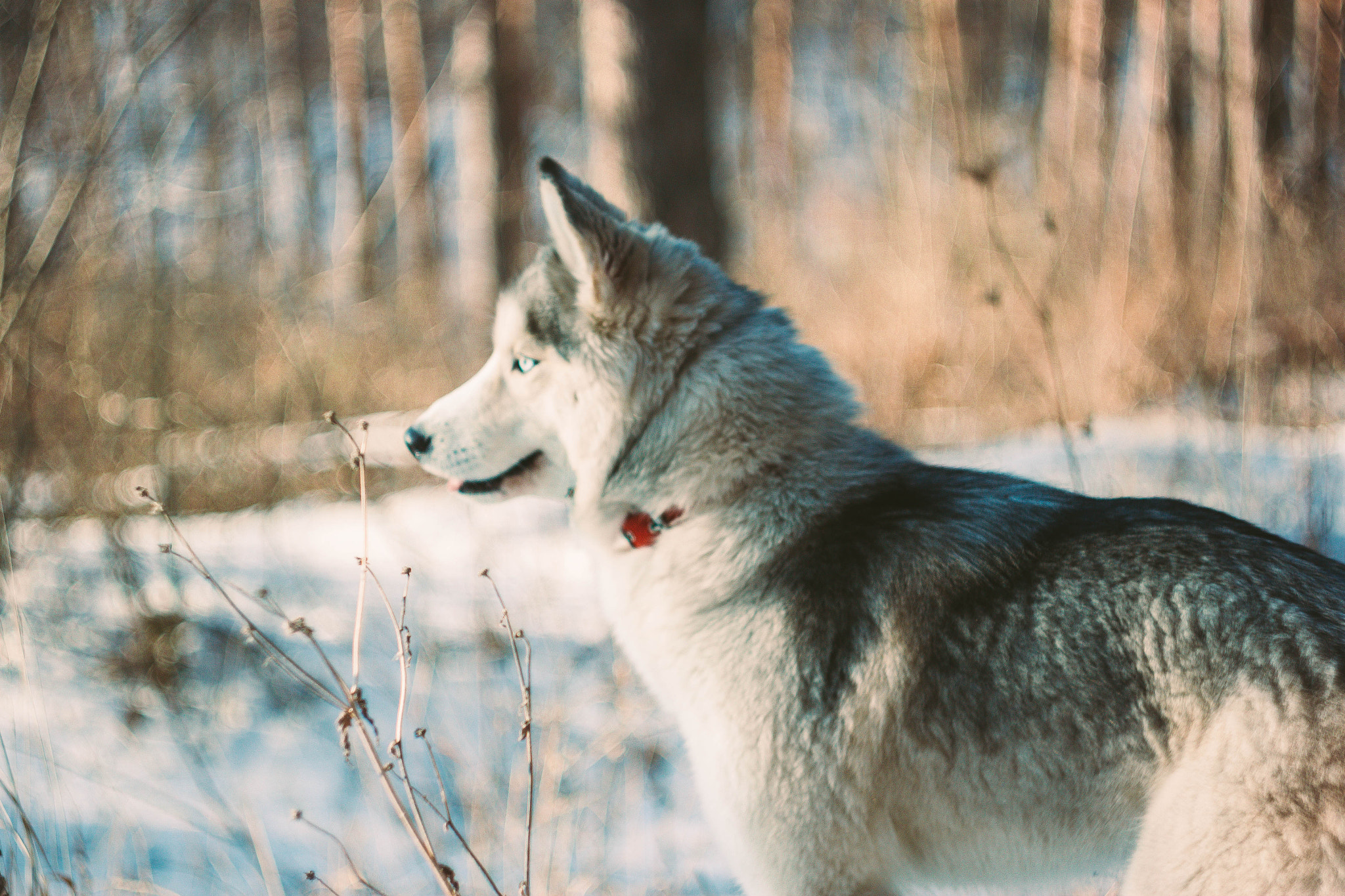 Canon EF 35-80mm f/4-5.6 sample photo. Dogs never bite me. just humans. photography