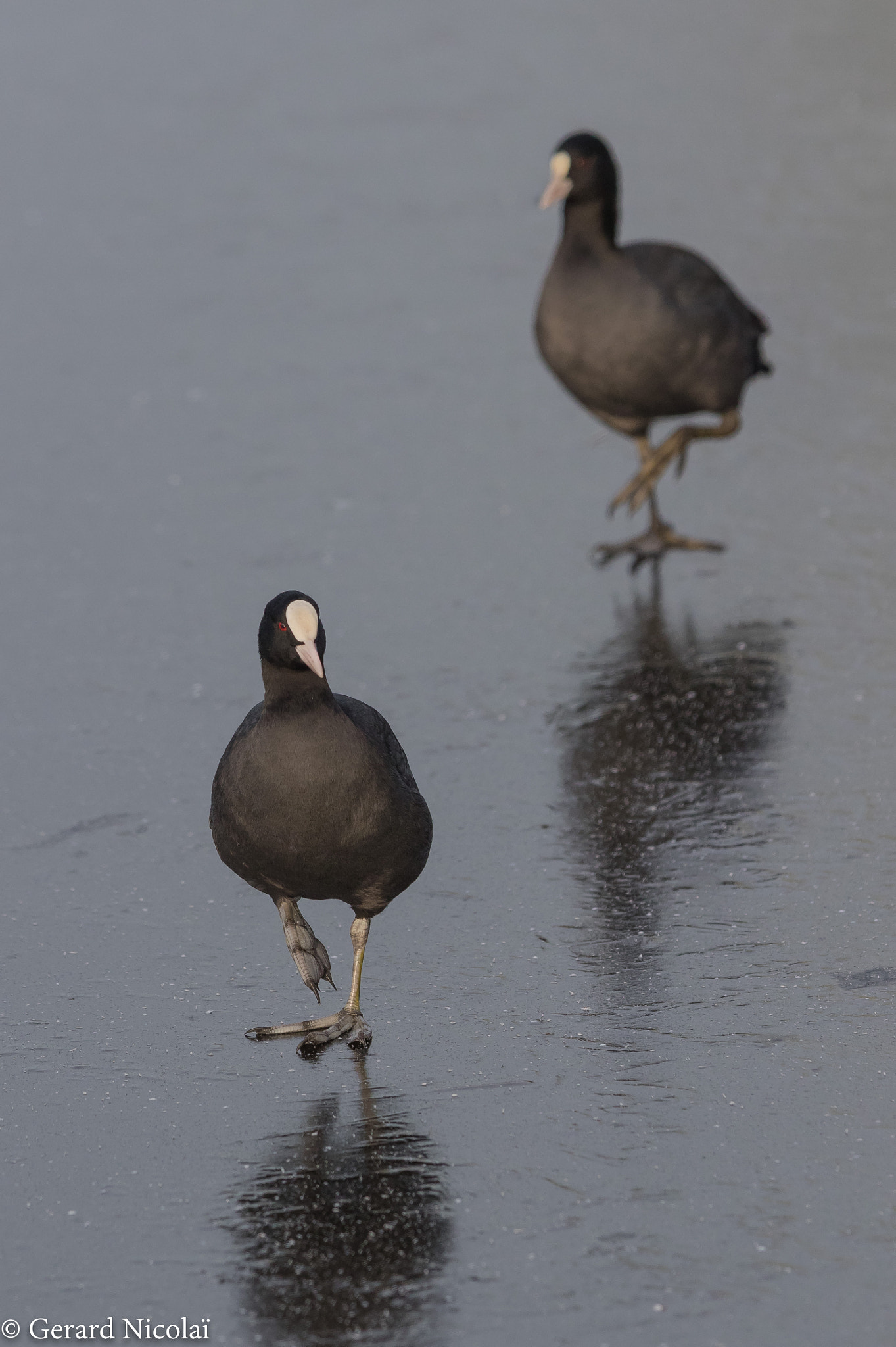 Canon EOS 7D Mark II + Canon EF 300mm F2.8L IS USM sample photo. Coots on the ice photography