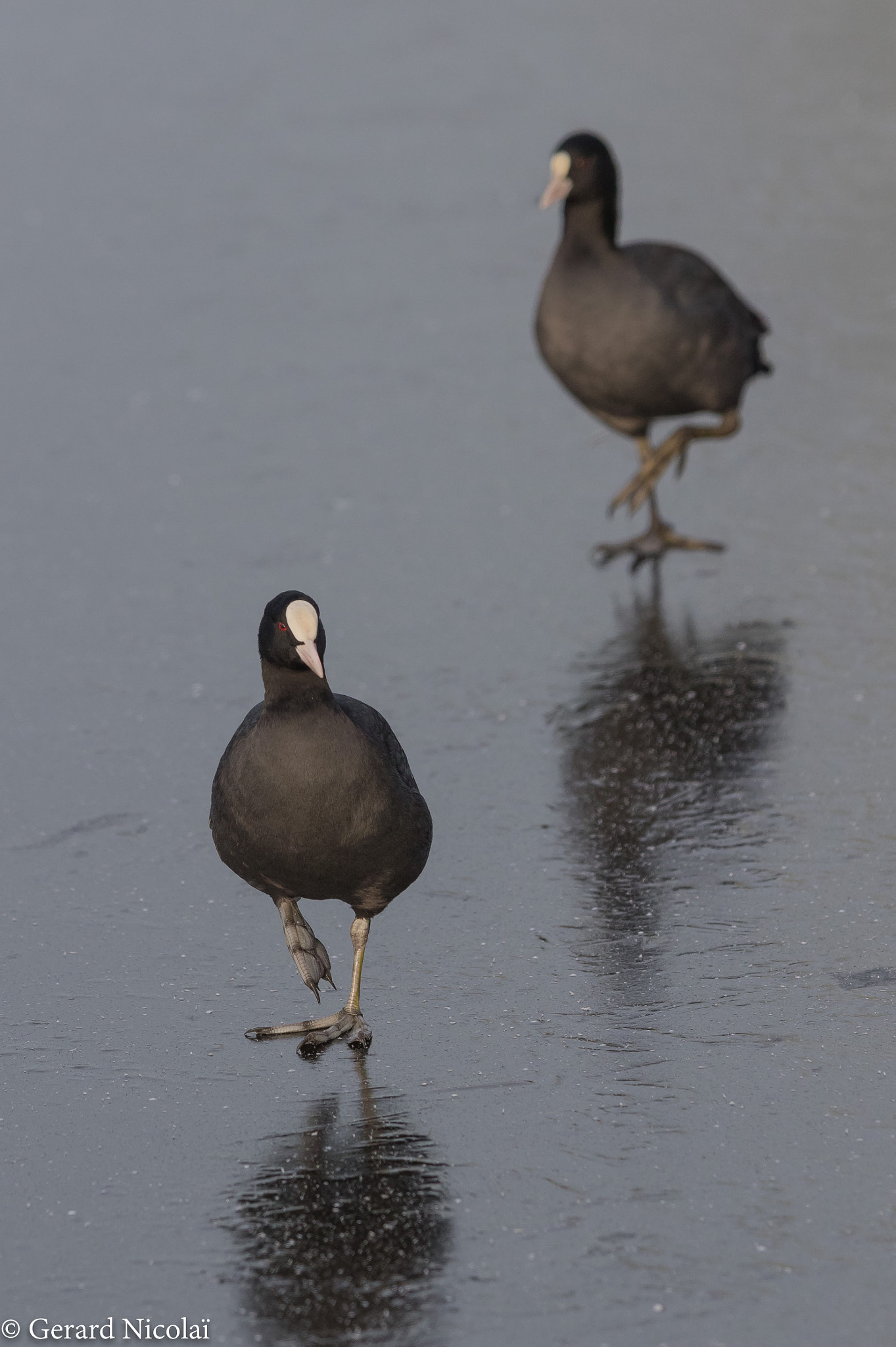 Canon EF 300mm F2.8L IS USM sample photo. Coots on the ice photography