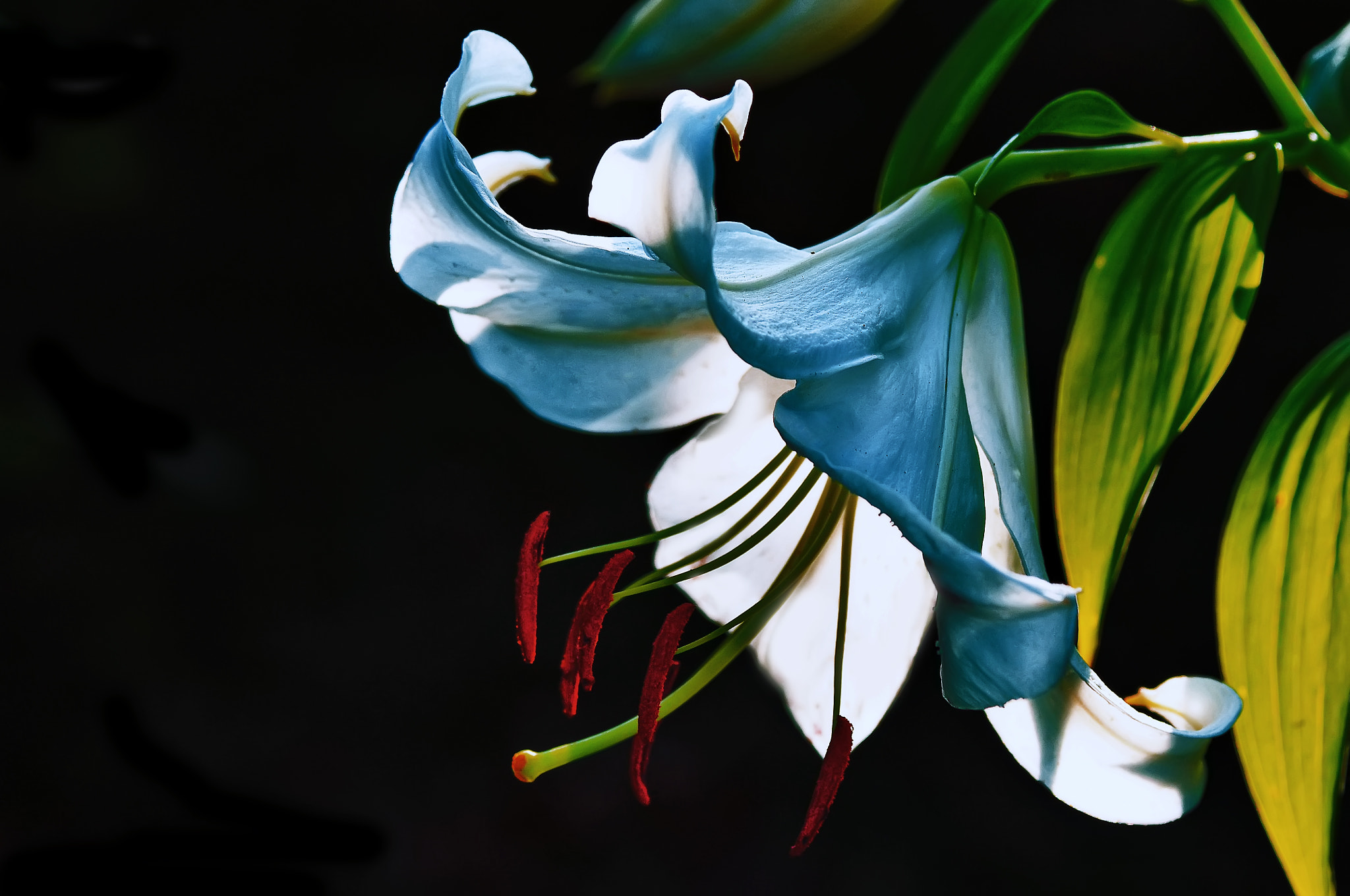 AF Micro-Nikkor 105mm f/2.8 sample photo. Светящаяся лилия photography