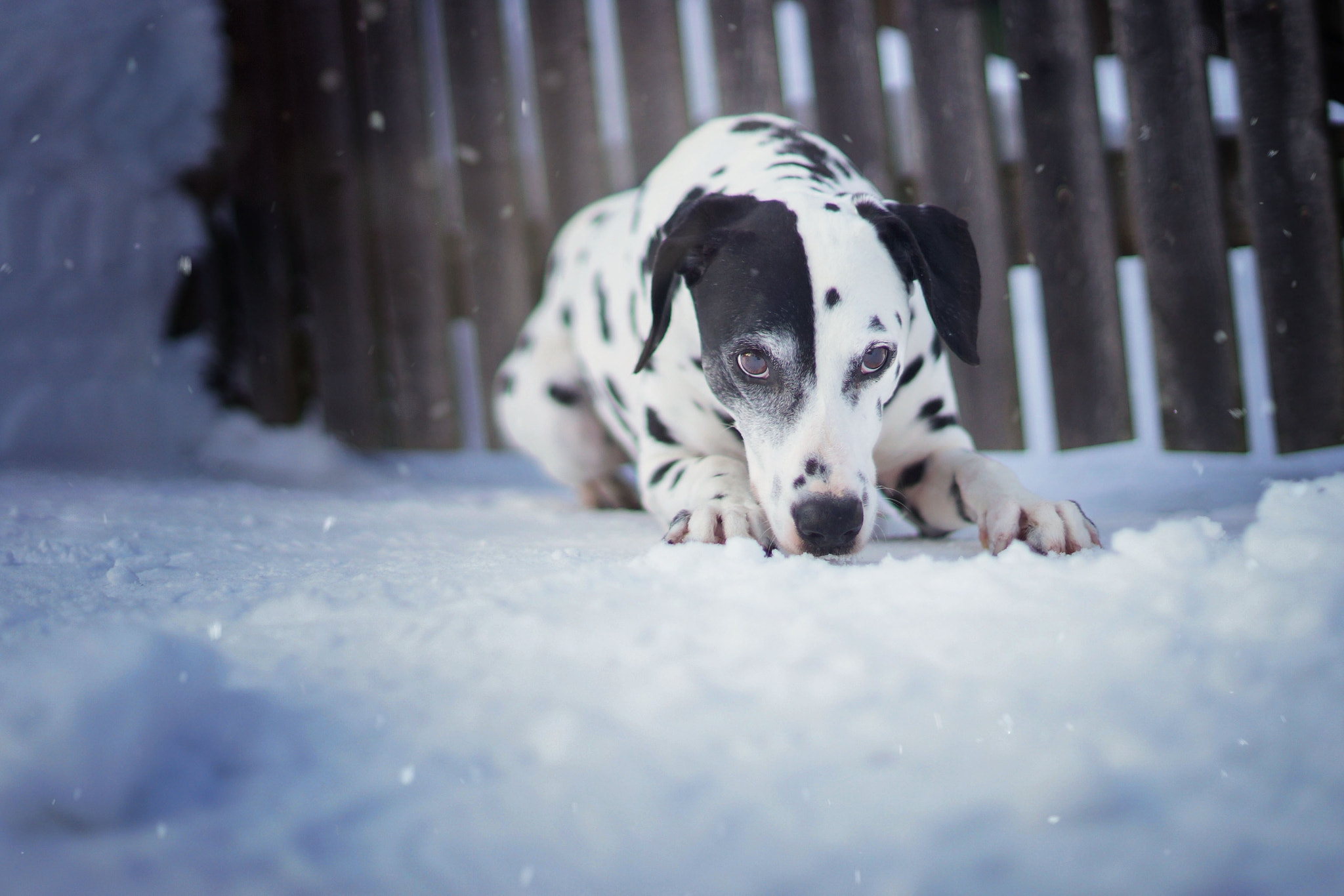 Minolta AF 50mm F1.4 [New] sample photo. Waiting for... photography