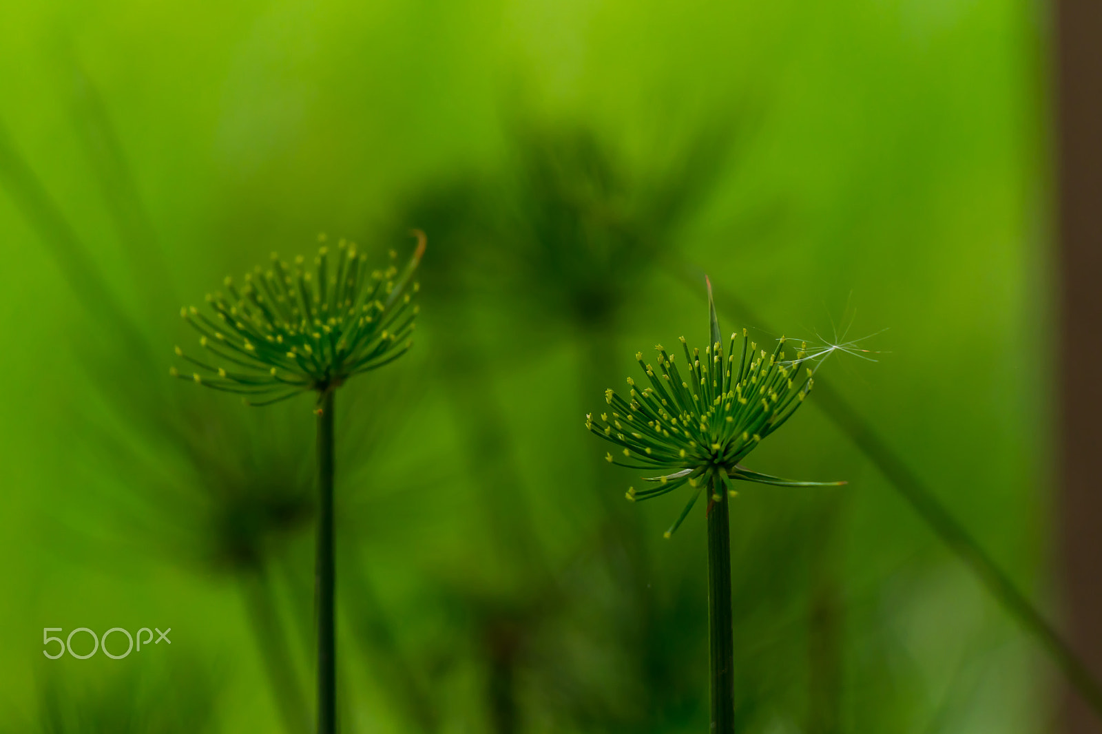 Sony a6300 sample photo. Green flower in the garden,thailand photography