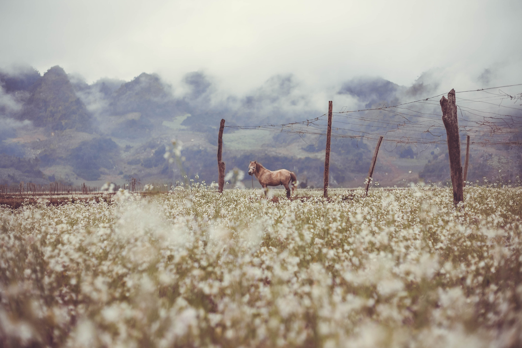 Canon EOS 5D + Canon EF 50mm F1.8 STM sample photo. Moc chau - vietnam photography