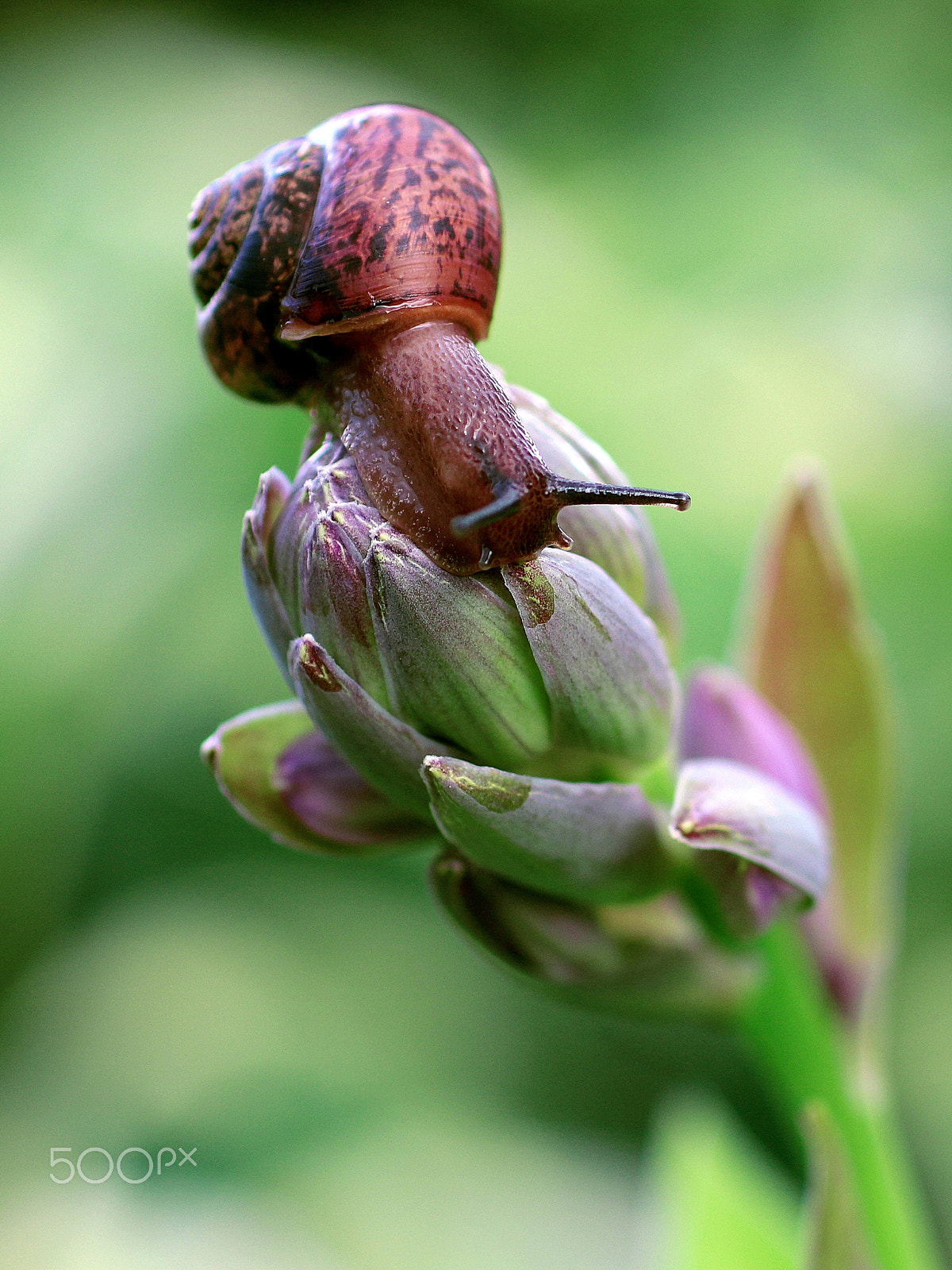 Sigma 50mm F1.4 EX DG HSM sample photo. Snail photography