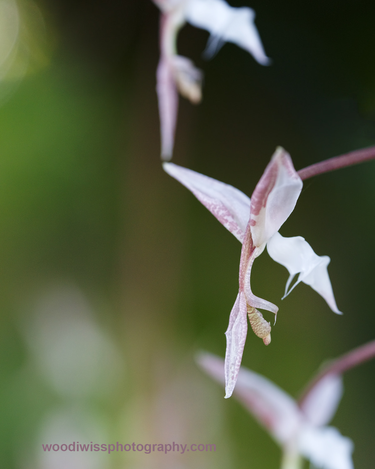 Sony a7R + Sony FE 90mm F2.8 Macro G OSS sample photo. Orchid photography