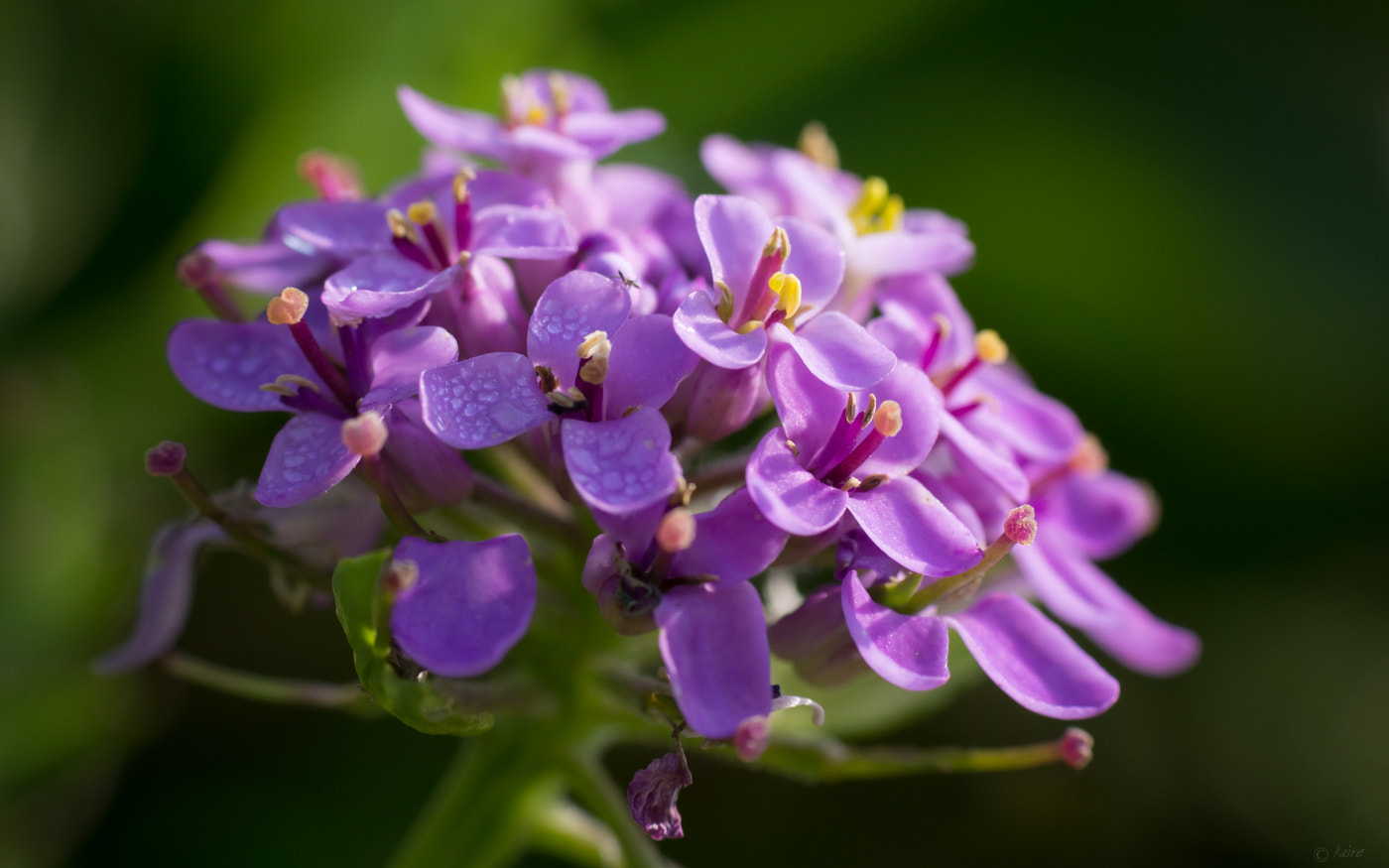 Sony SLT-A77 + Tamron AF 55-200mm F4-5.6 Di II LD Macro sample photo. Purple flowers photography