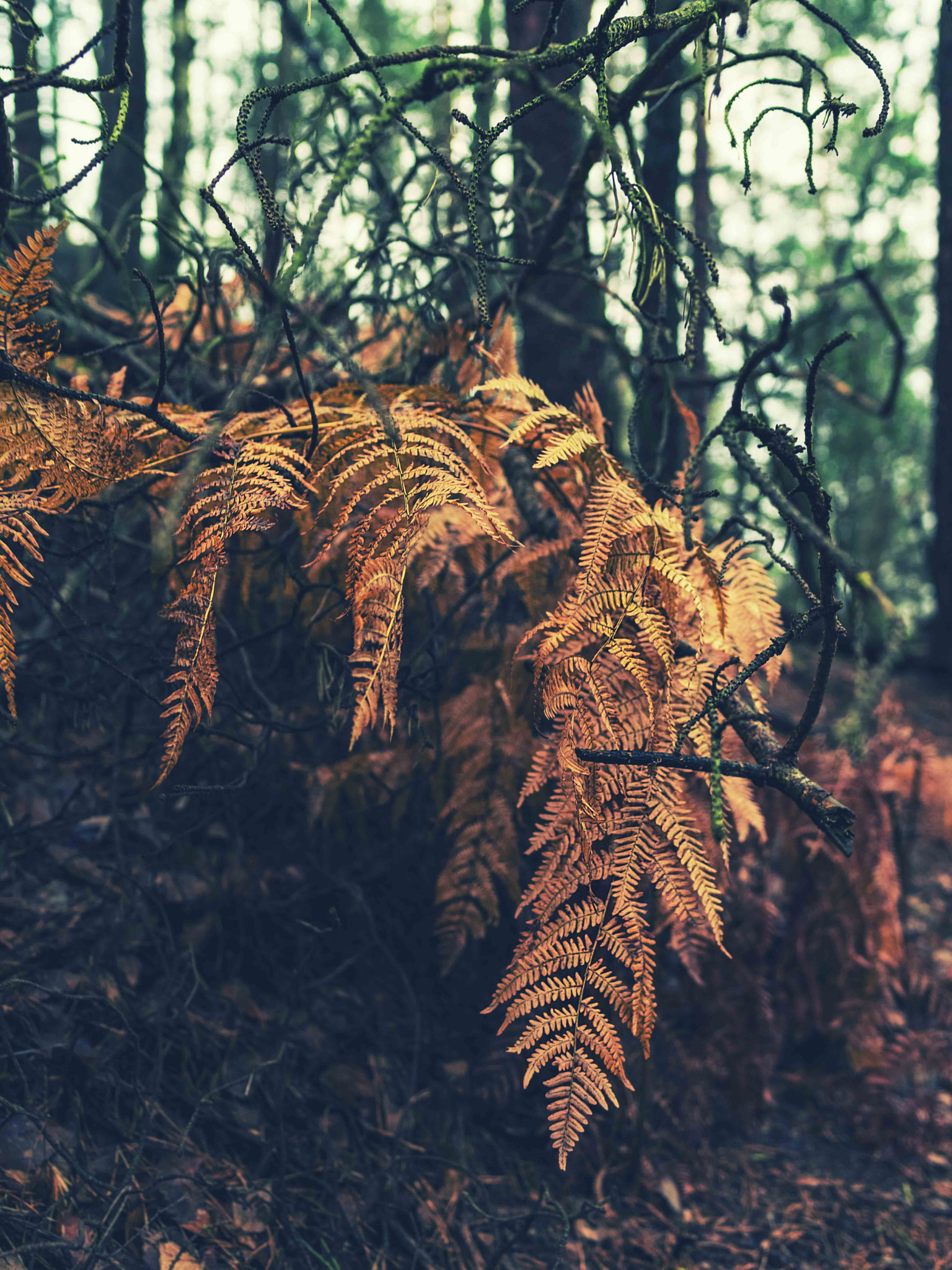 Pentax K-1 sample photo. Plants photography