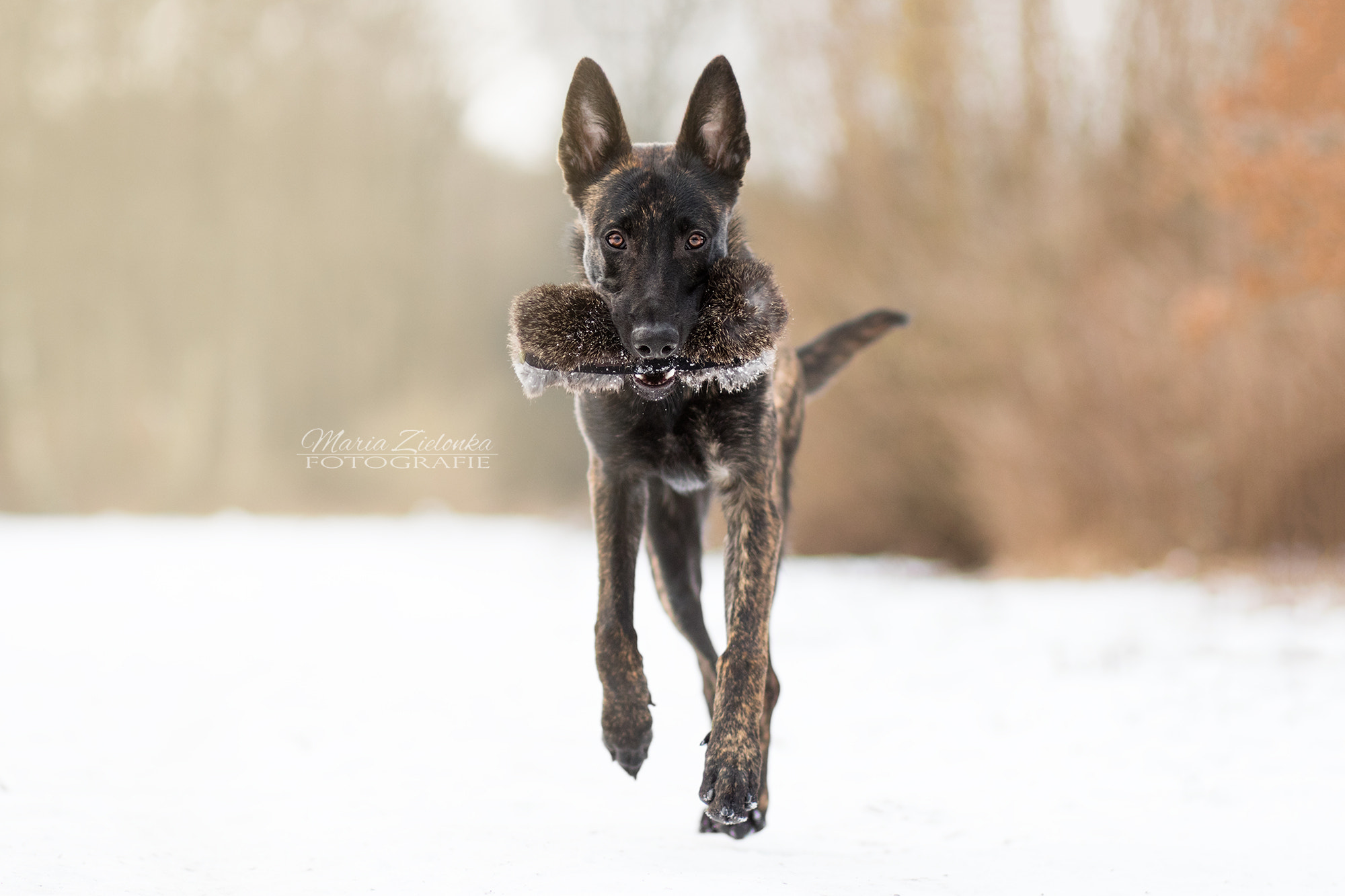 Canon EF 85mm F1.8 USM sample photo. Champ daemon vom flensburger land photography