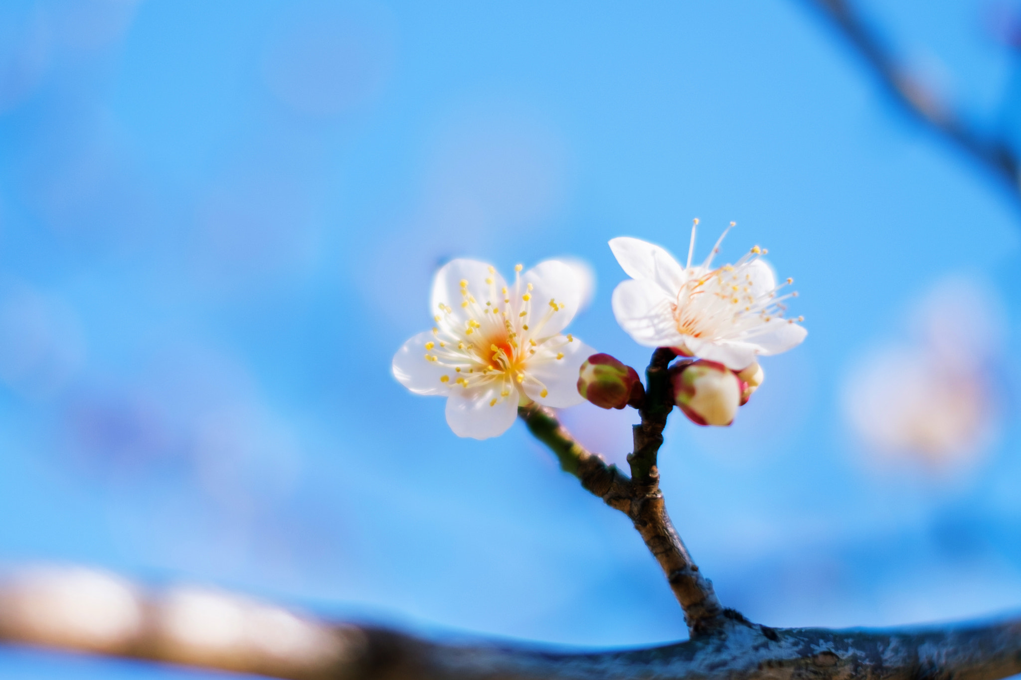 Fujifilm X-M1 + Fujifilm XF 35mm F1.4 R sample photo. Plum blossom photography