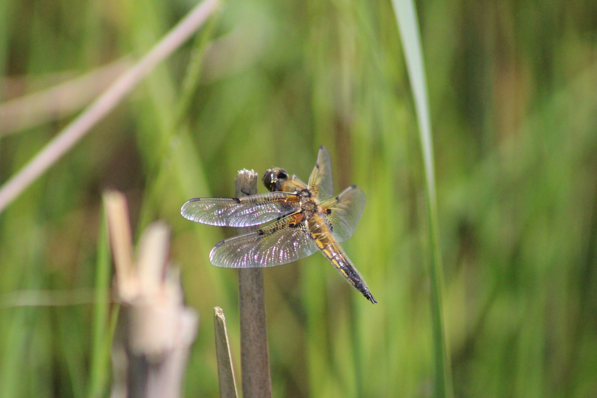 Canon EF 75-300mm f/4-5.6 USM sample photo. Dragonfly photography
