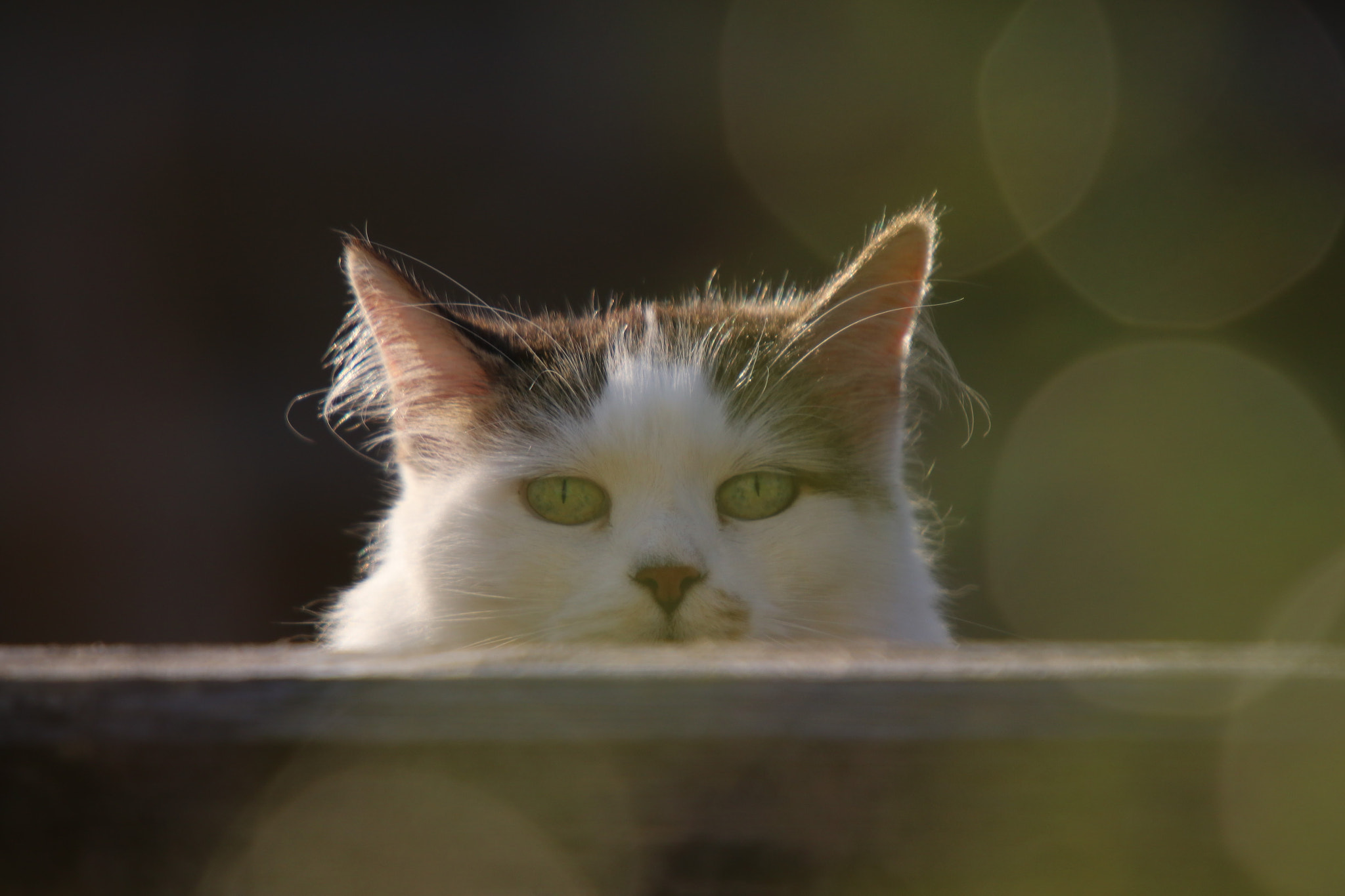 Sigma 50-500mm f/4-6.3 APO HSM EX sample photo. Cat (not impressed!) photography