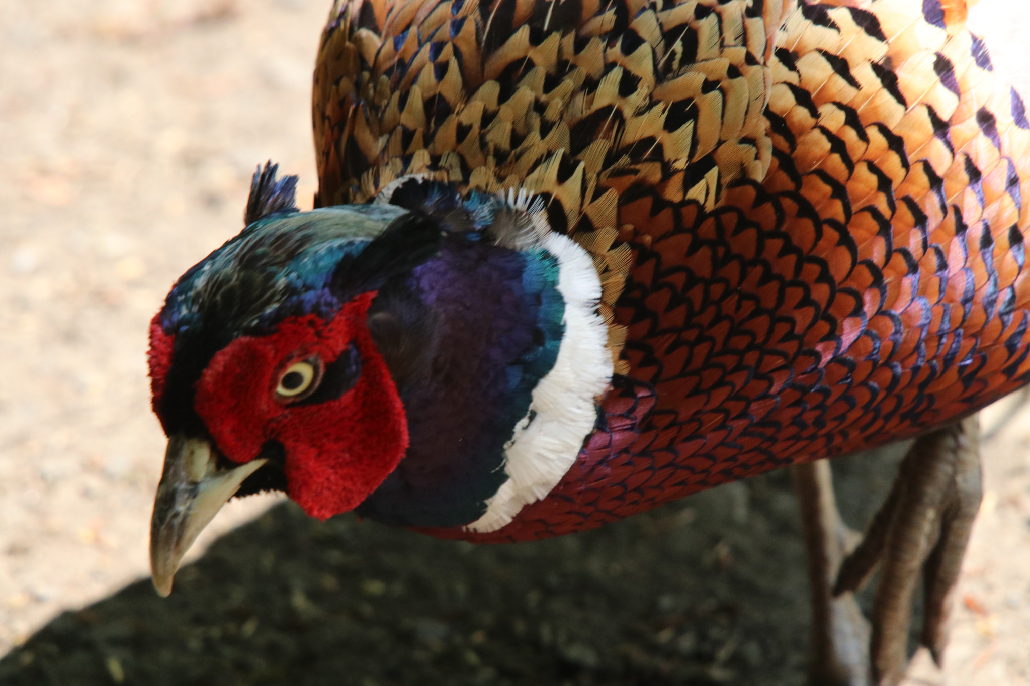 Sigma 50-500mm f/4-6.3 APO HSM EX sample photo. Pheasant photography