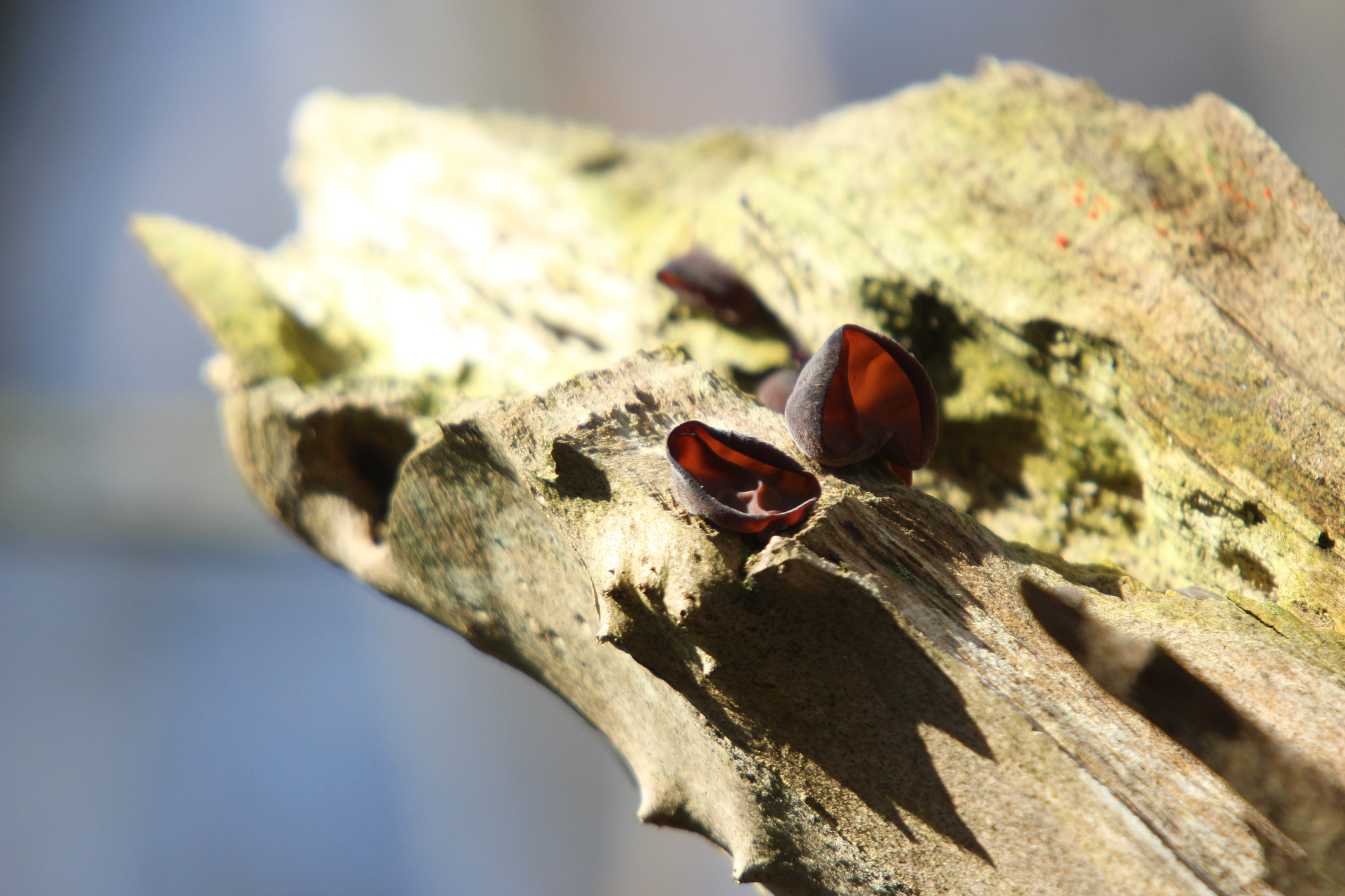 Sigma 50-500mm f/4-6.3 APO HSM EX sample photo. Jelly ear fungus photography