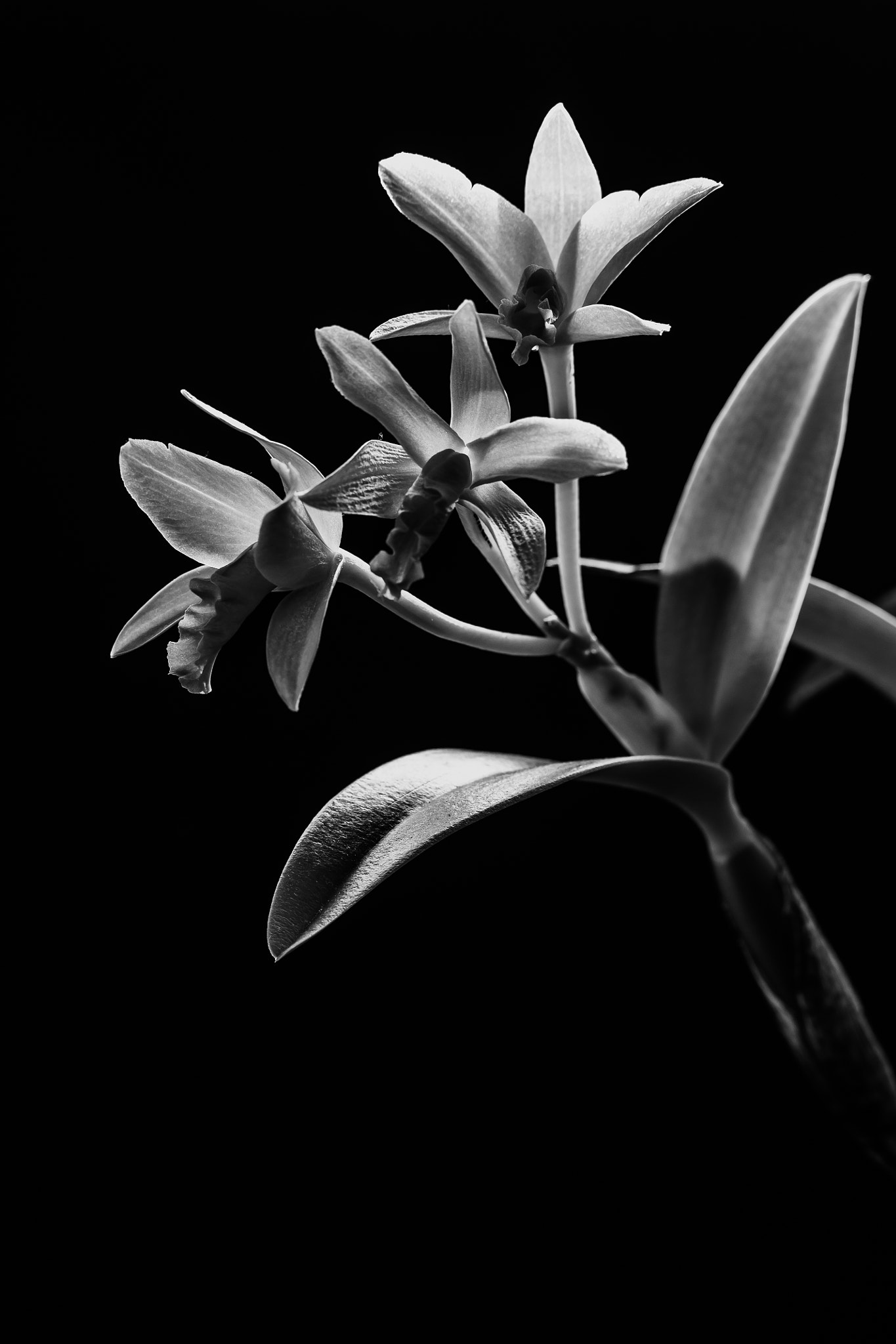 Canon EF-S 60mm F2.8 Macro USM sample photo. Flower in black photography