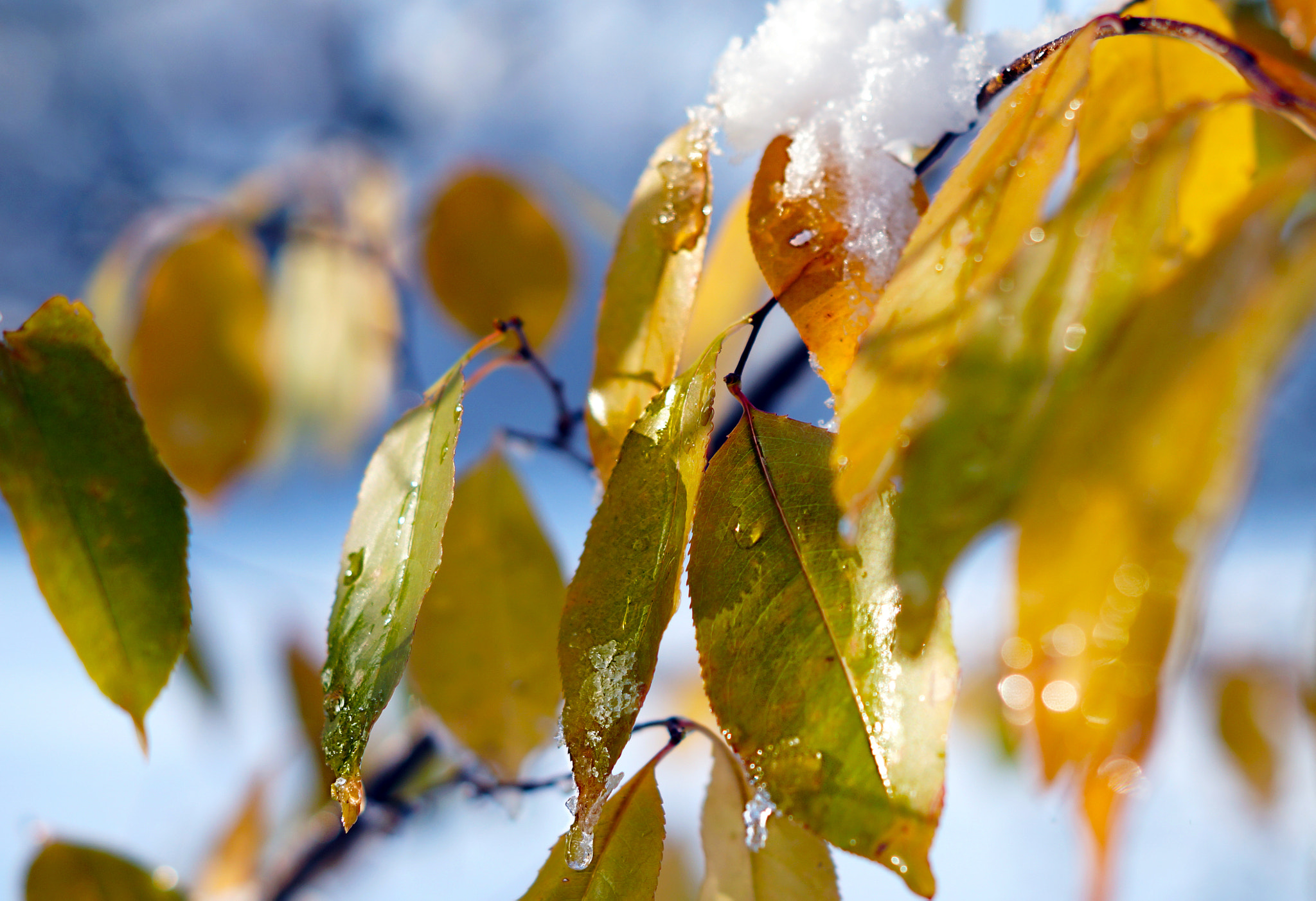 Sony SLT-A58 sample photo. Sun in winter photography