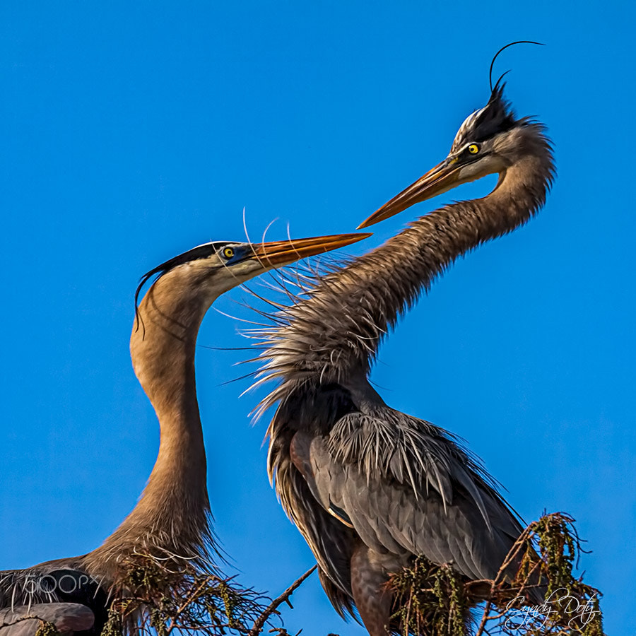 150-600mm F5-6.3 DG OS HSM | Contemporary 015 sample photo. Whoaaaa photography