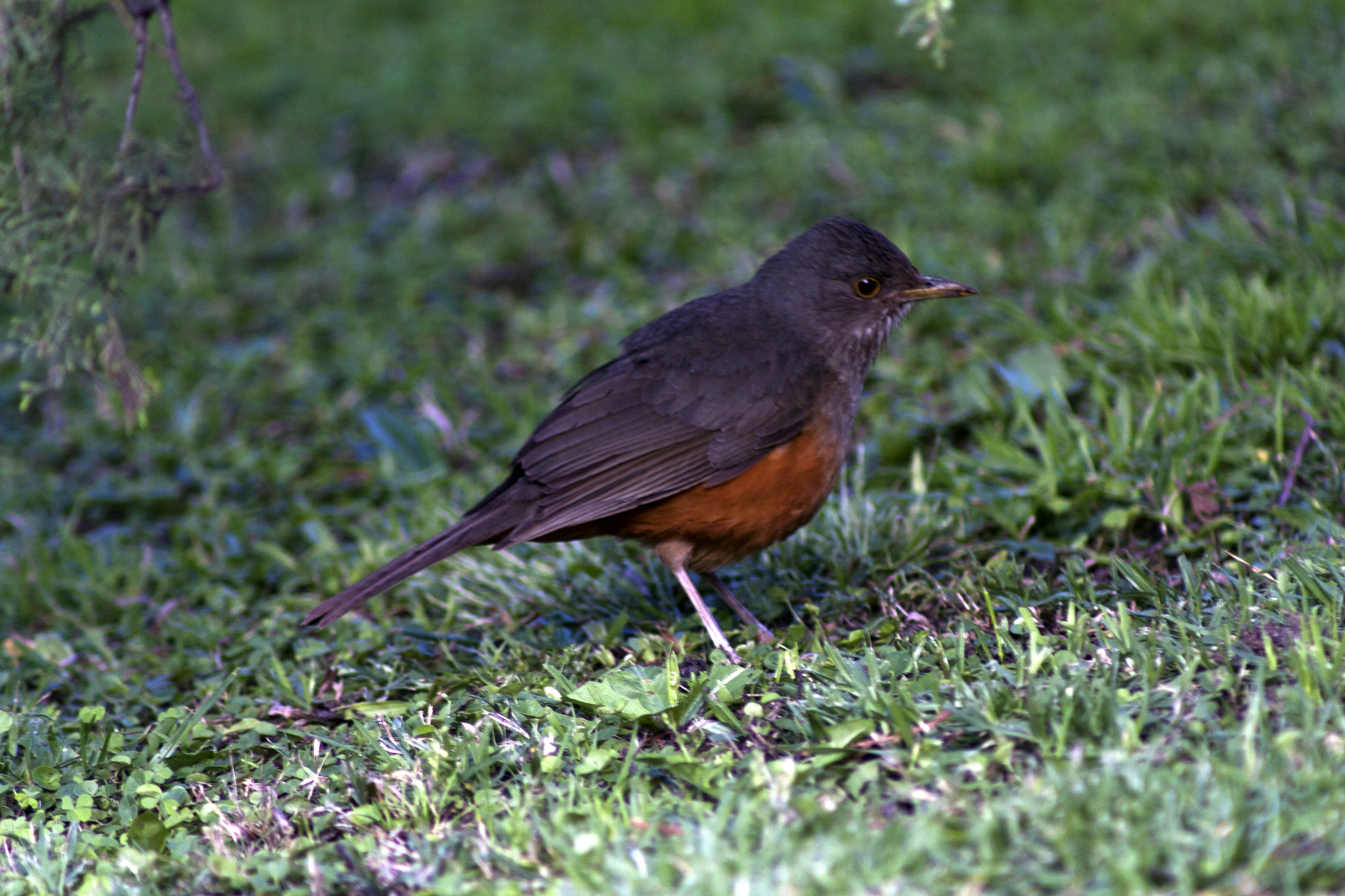 Canon EF 75-300mm f/4-5.6 USM sample photo. Ave cesar lll photography