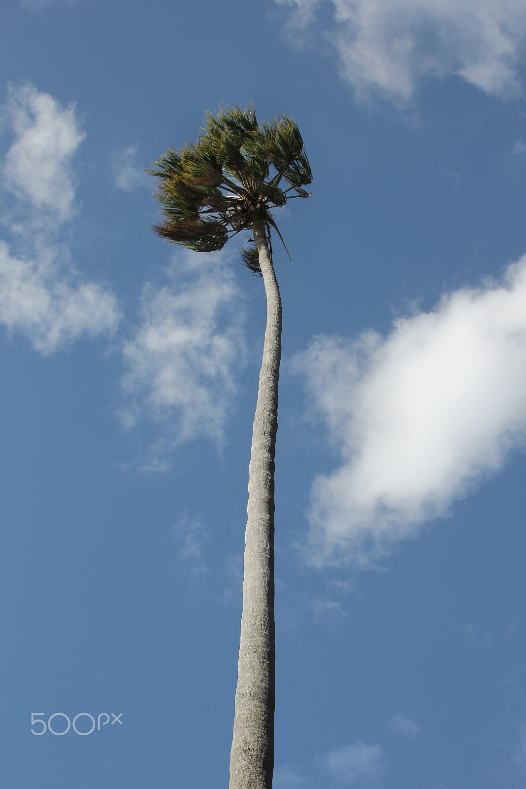 Canon EOS 550D (EOS Rebel T2i / EOS Kiss X4) sample photo. Palm in the wind photography