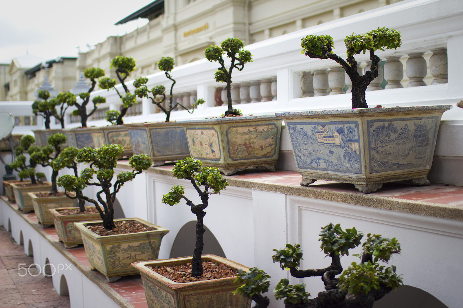 Sigma 30mm F1.4 EX DC HSM sample photo. Line of bonsai photography