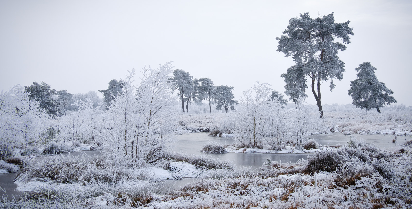 Fujifilm X-Pro2 + Fujifilm XF 18-135mm F3.5-5.6 R LM OIS WR sample photo. Winter in the moor iii photography