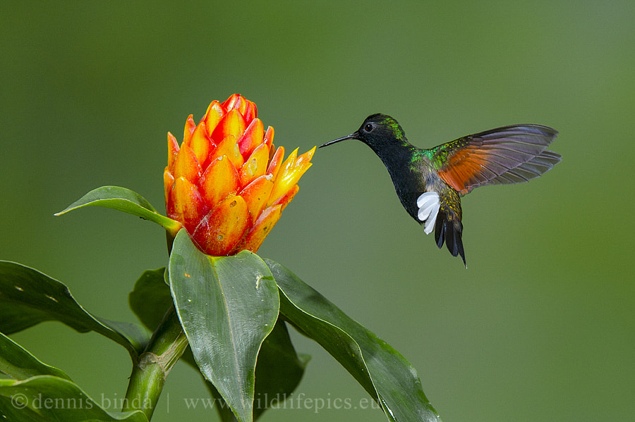 Nikon D3S sample photo. Black-bellied hummingbird photography