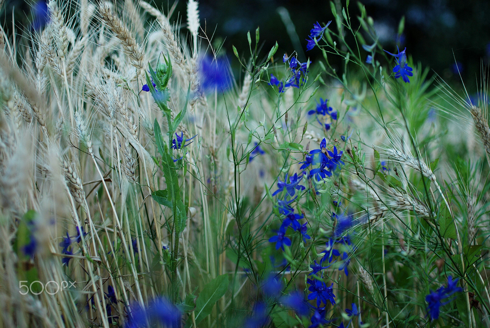 Nikon D80 + Nikon AF-S DX Nikkor 35mm F1.8G sample photo. Wheat and wildflowers photography